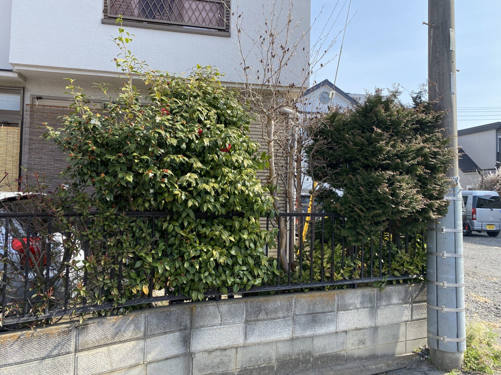 ３月１５日　川越市　剪定　伐採作業報告