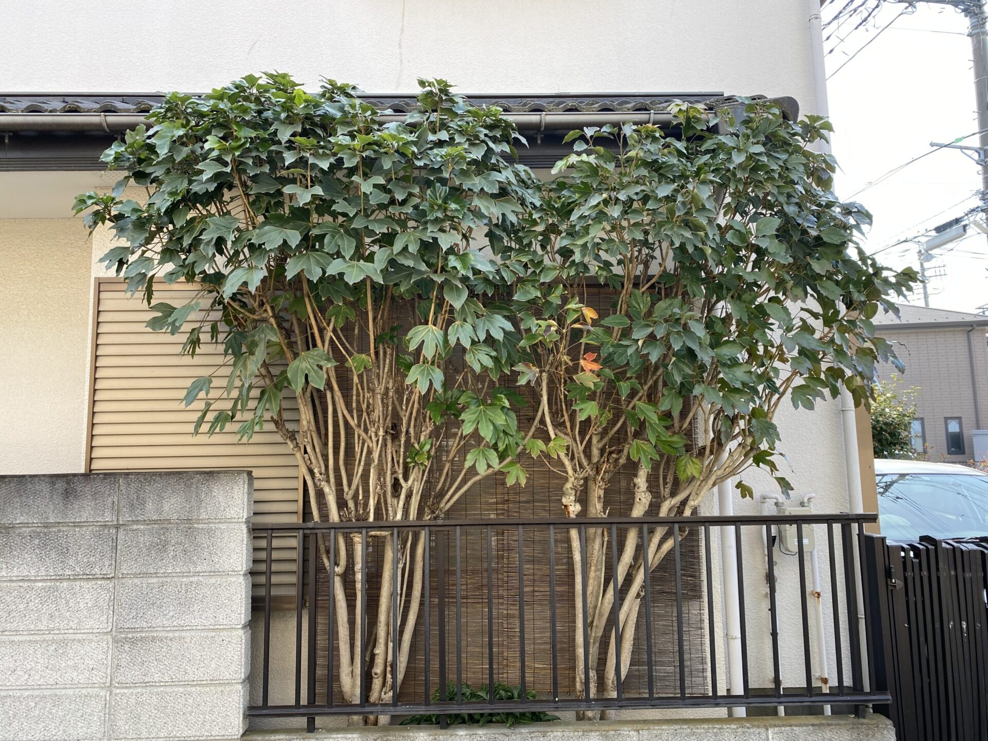 ３月１９日　川越市　伐採　作業報告