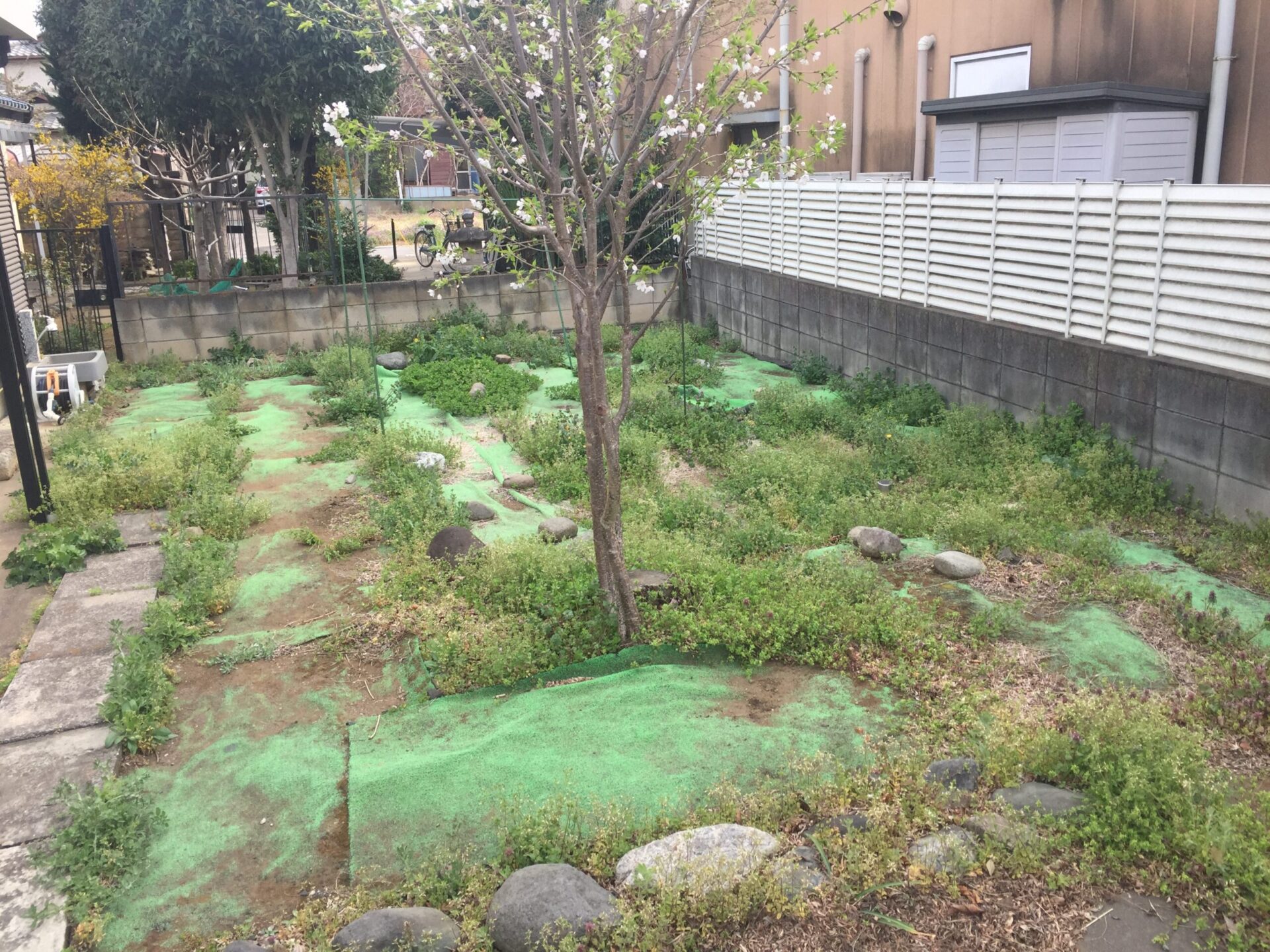 ３月４日　川越市　芝張り　１日目