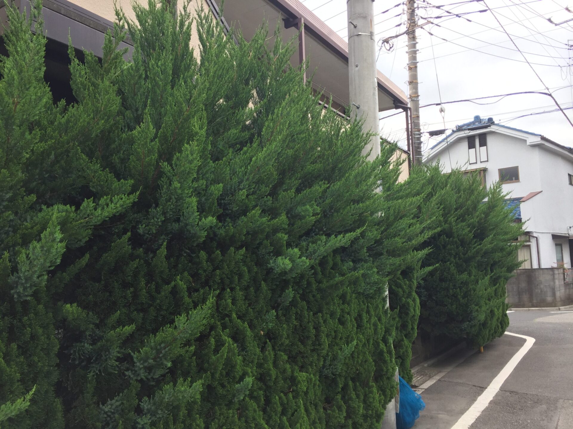 ２月２７日　富士見市　剪定　作業報告