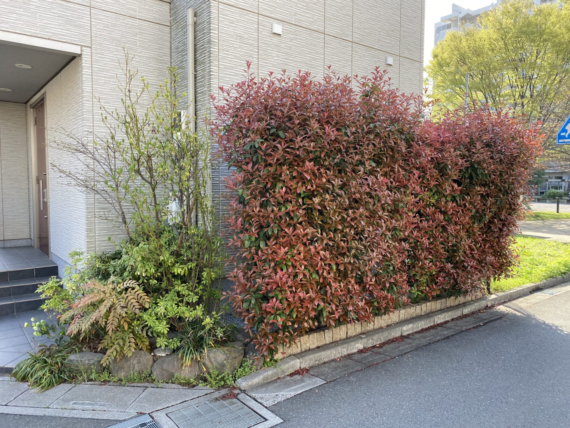 ４月５日　ふじみ野市　剪定作業報告
