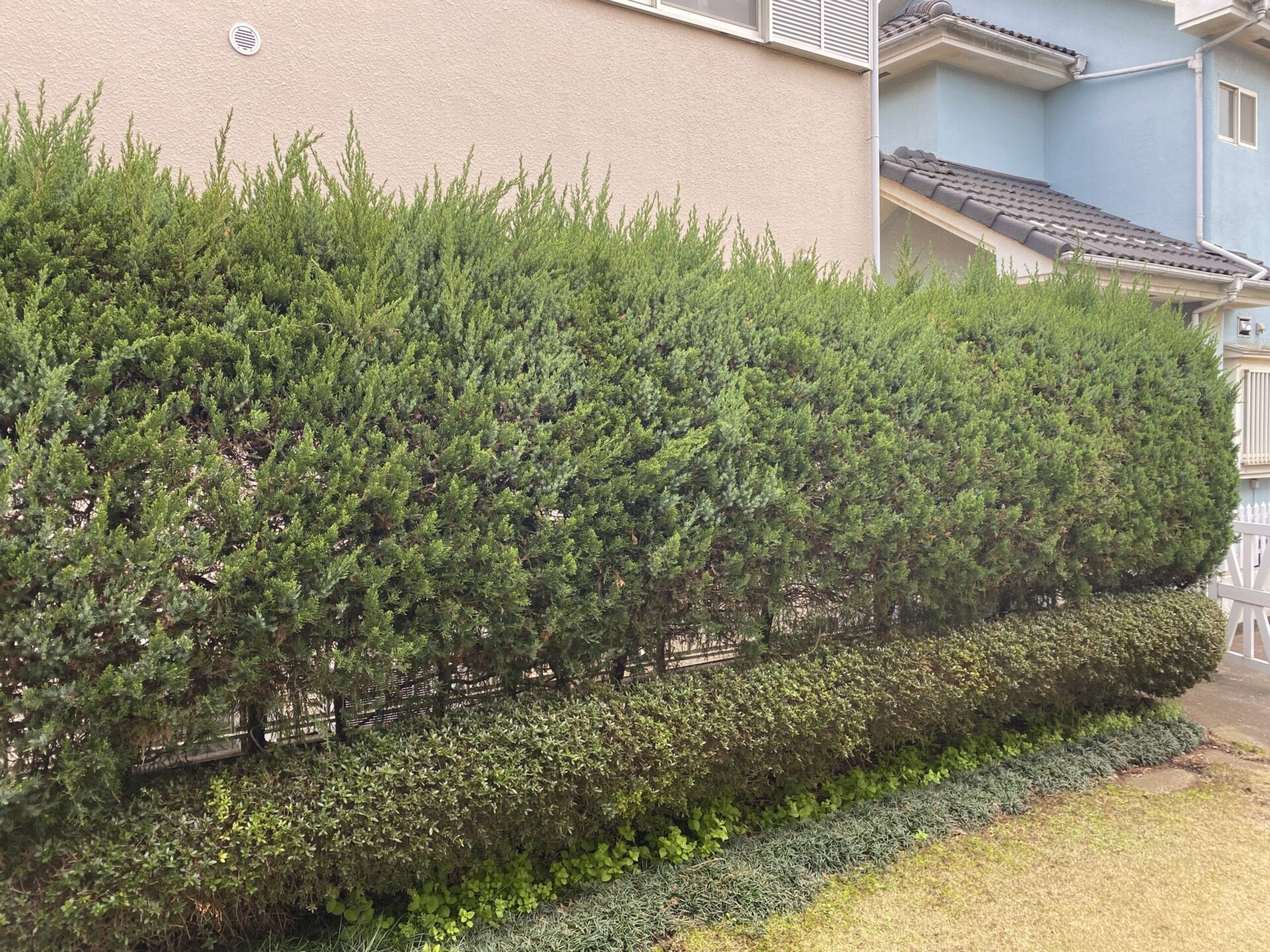 ３月３１日　ふじみ野市　剪定　作業報告