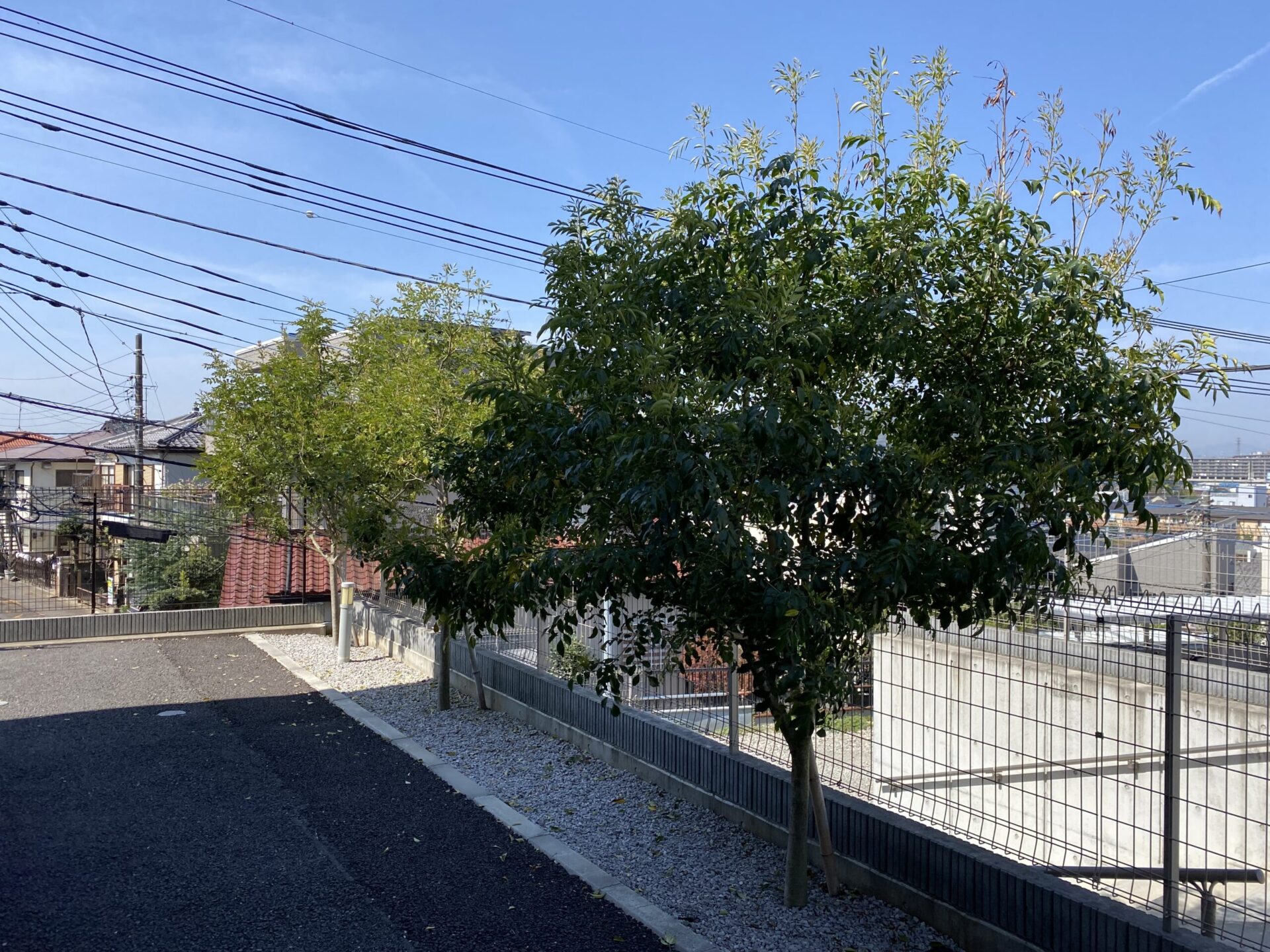 4月27日 ふじみ野市 剪定 作業報告