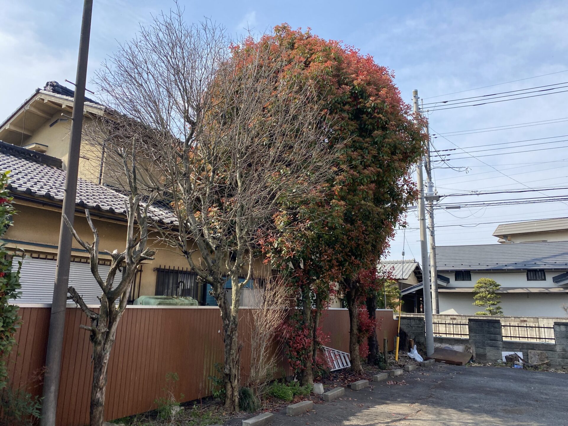 4月28日 川越市 伐採 作業報告