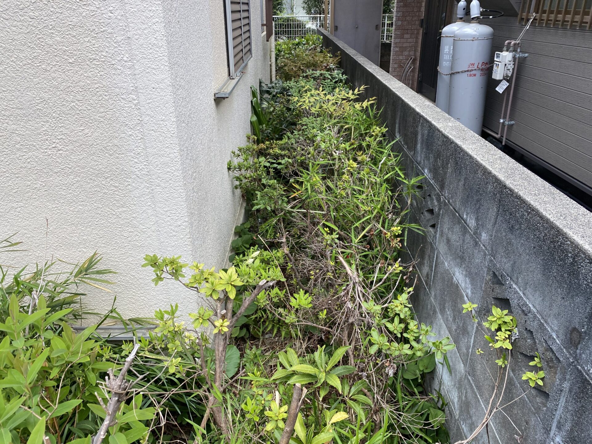 ４月７日　富士見市　伐採　除草作業報告