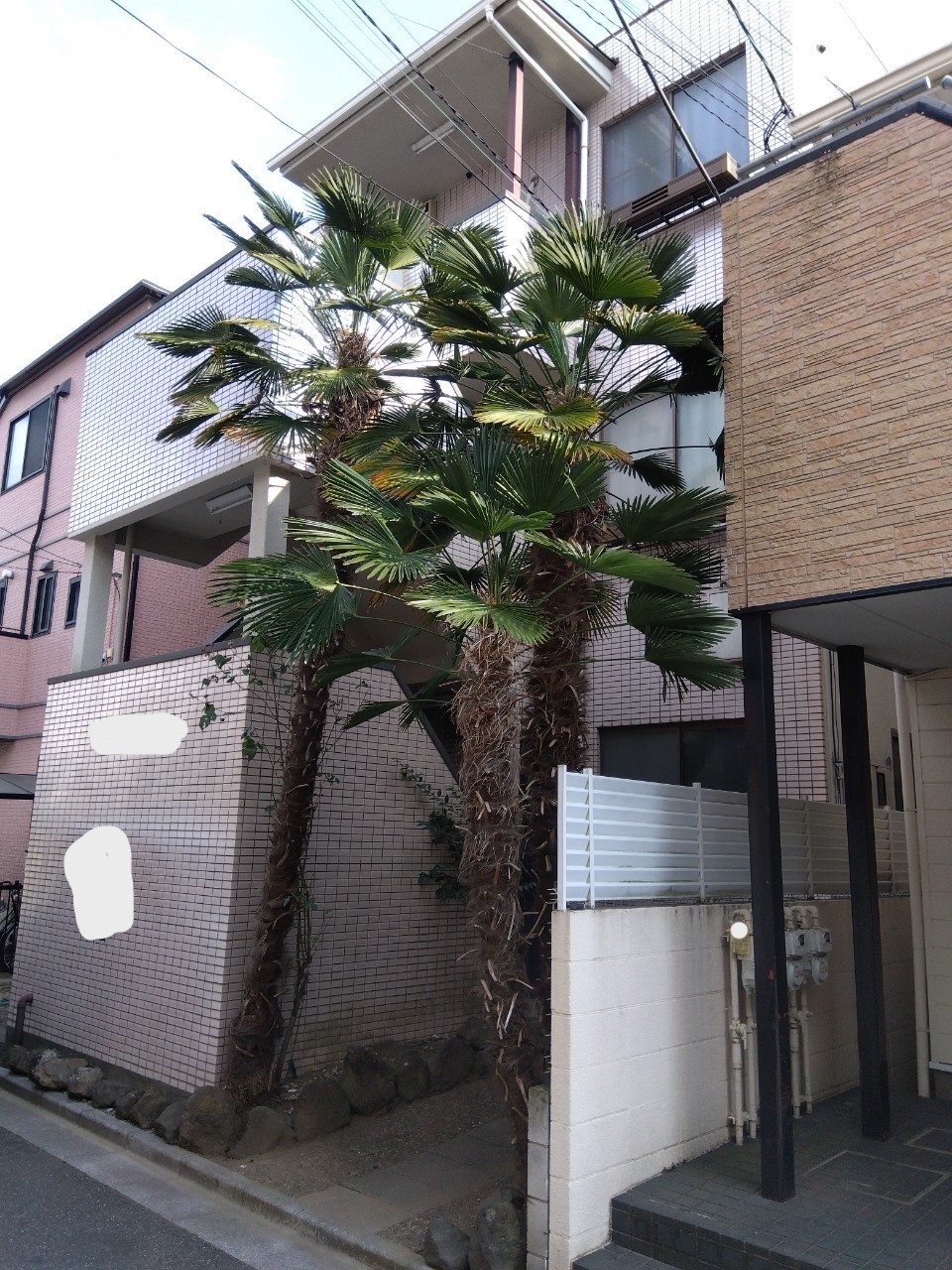 ４月１７日　川越市　剪定　作業報告