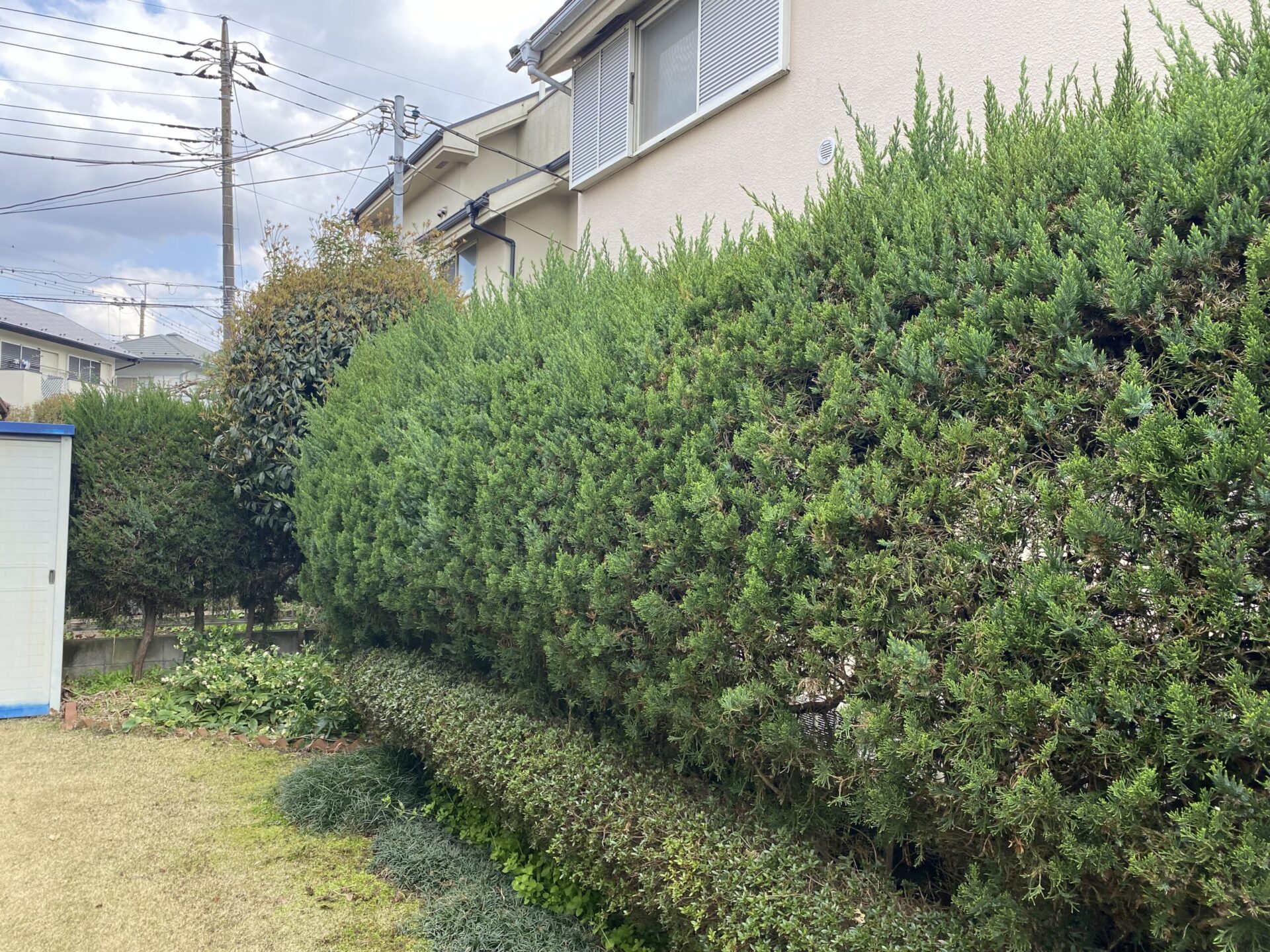 ５月８日　ふじみ野市　剪定　作業報告