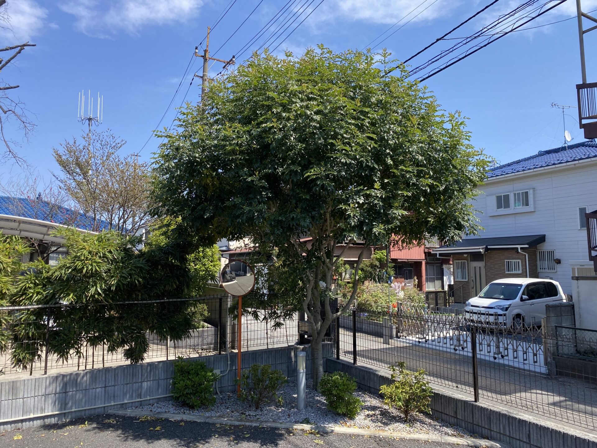 ５月１８日　川越市　シマトネリコ　剪定作業報告