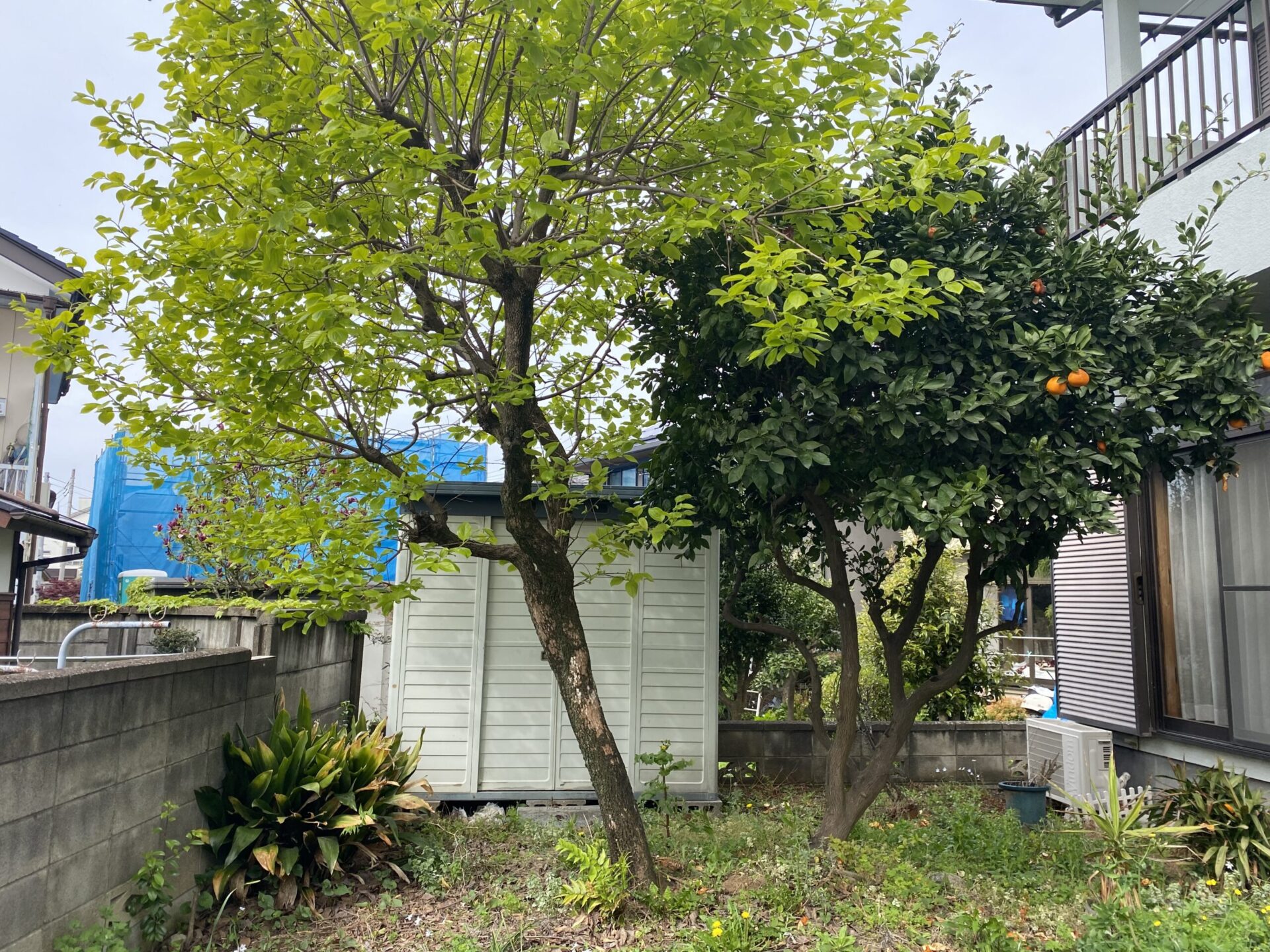 5月2日 川越市 伐根 作業報告
