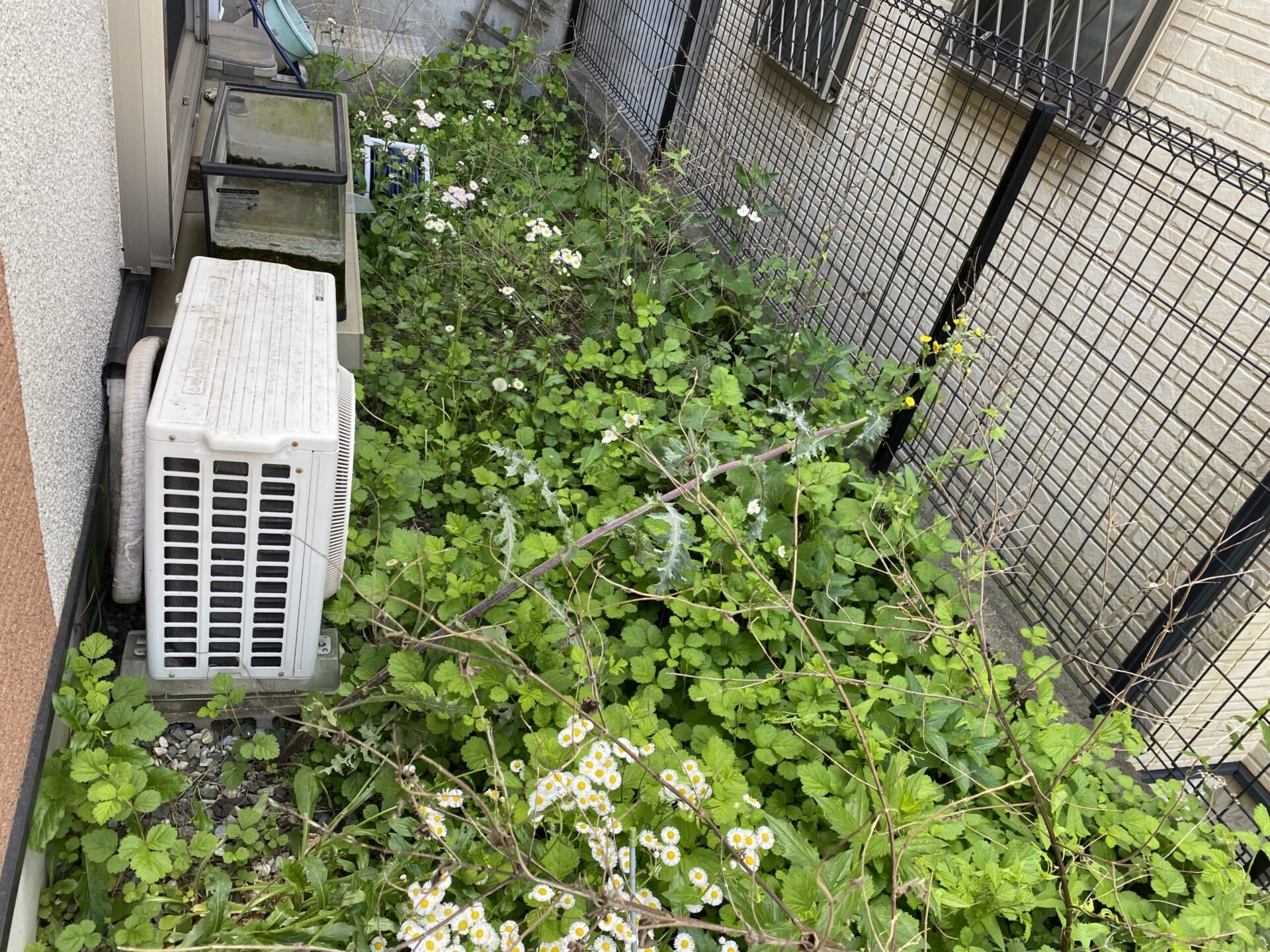 ５月１２日　富士見市　除草　作業報告