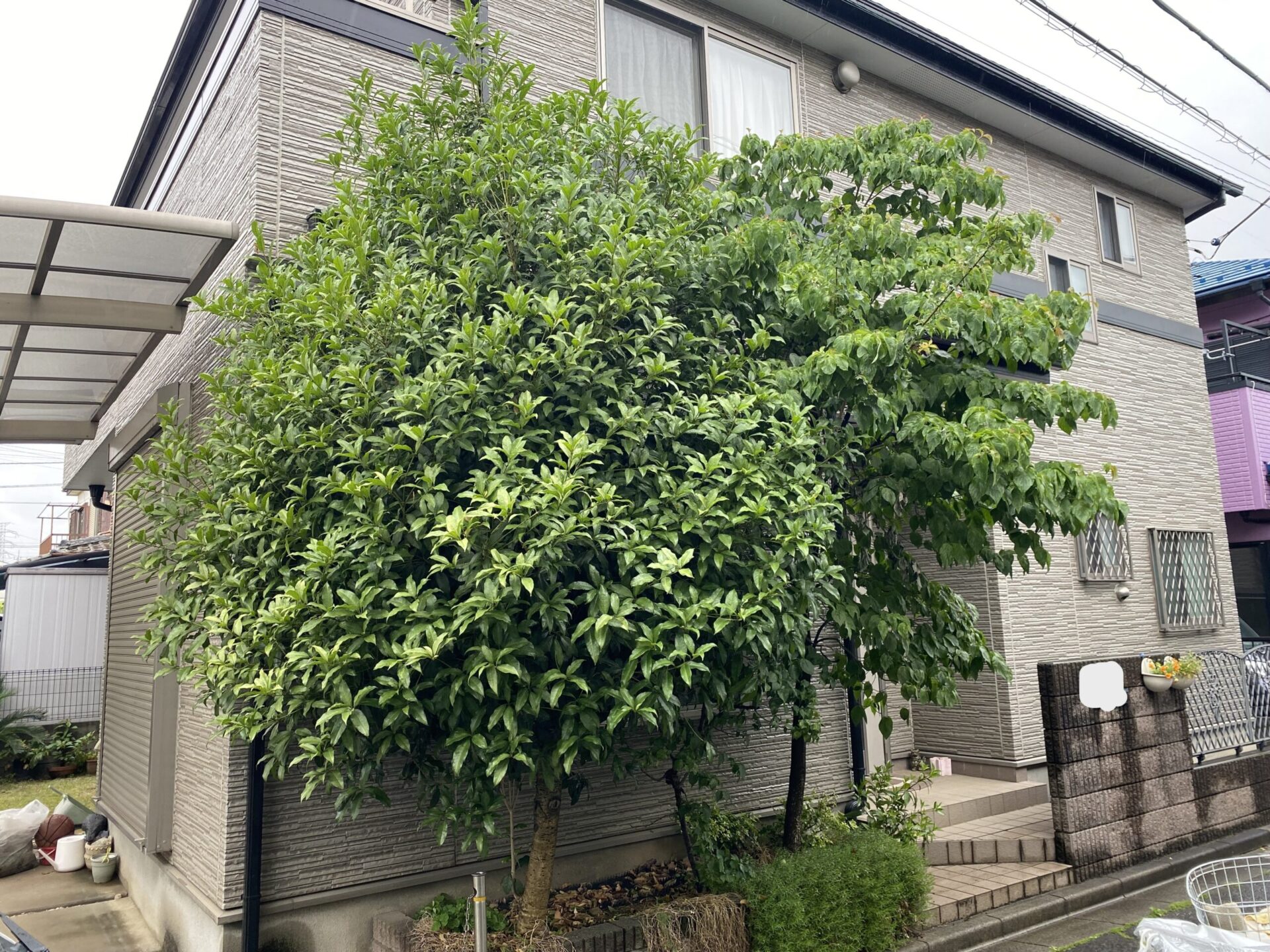 ６月４日　ふじみ野市　剪定　作業報告