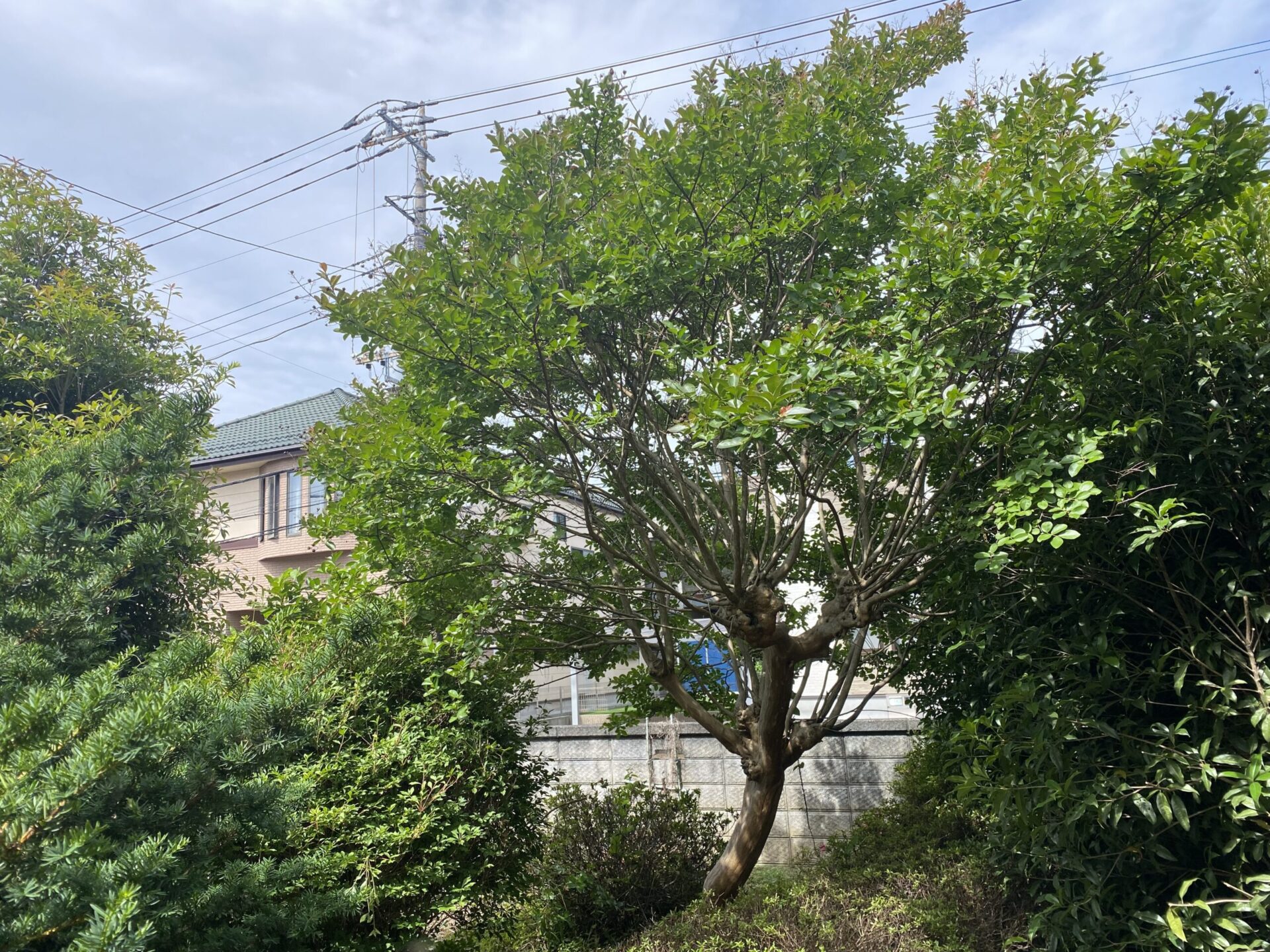 ６月２０日　富士見市　剪定　作業報告