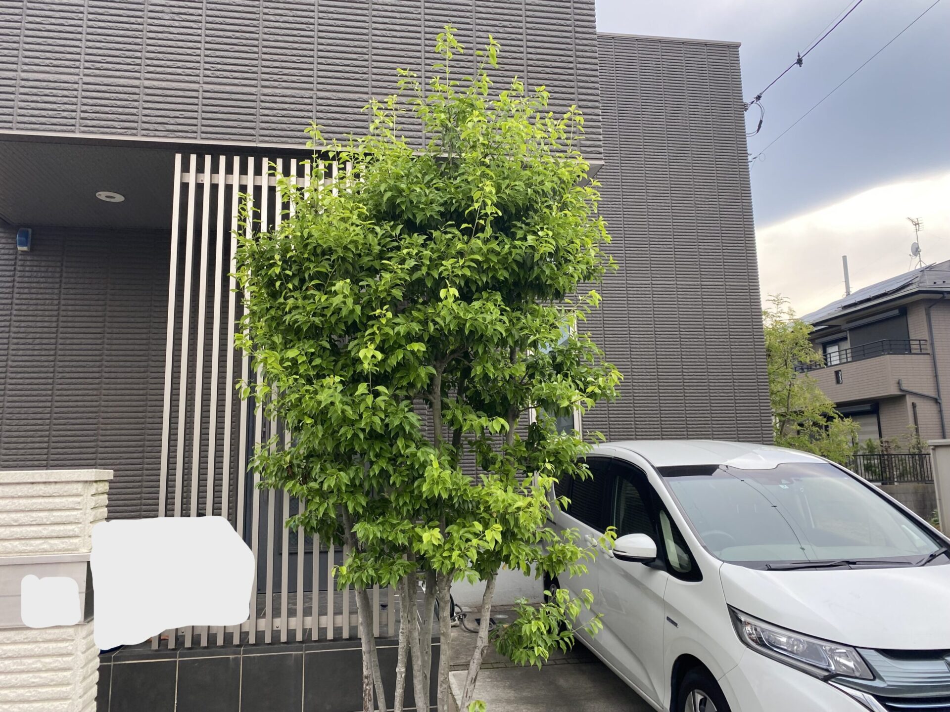 ６月１７日　ふじみ野市　剪定作業報告
