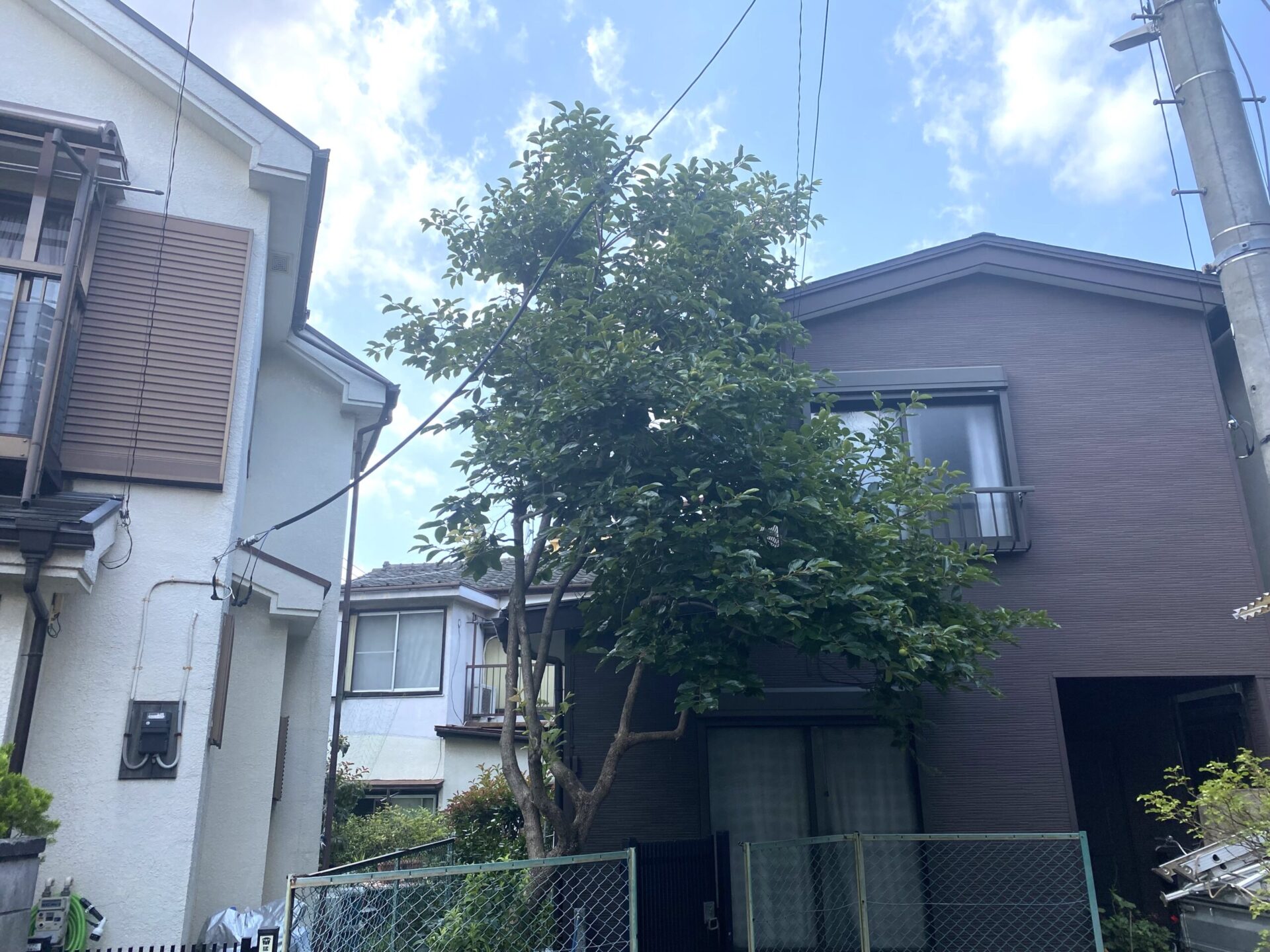 ６月２１日　ふじみ野市　剪定作業報告