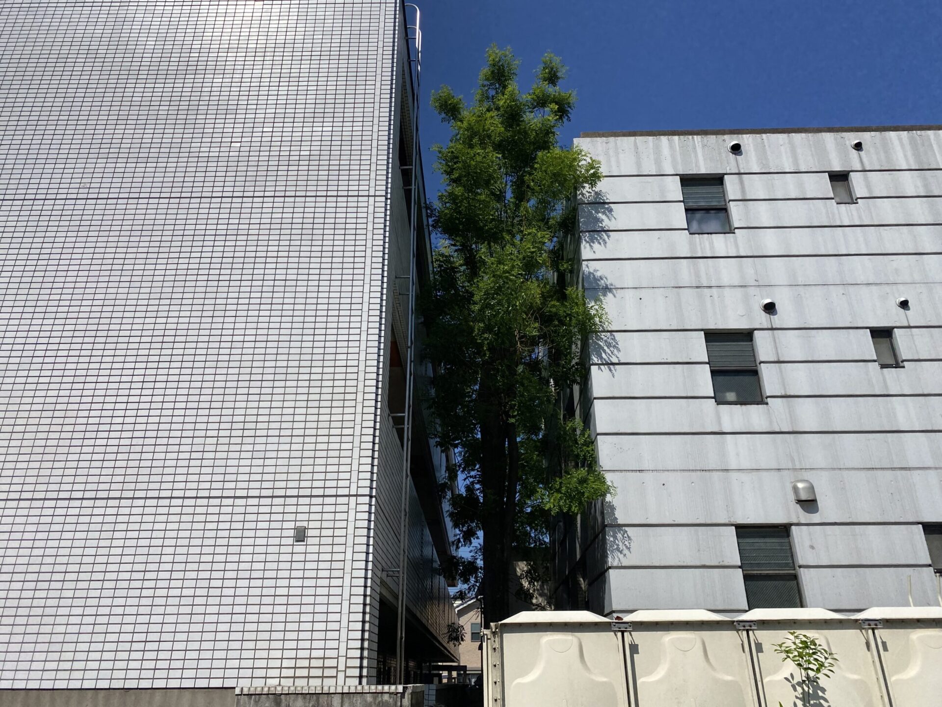 7月5日 川越市 特殊伐採 作業報告