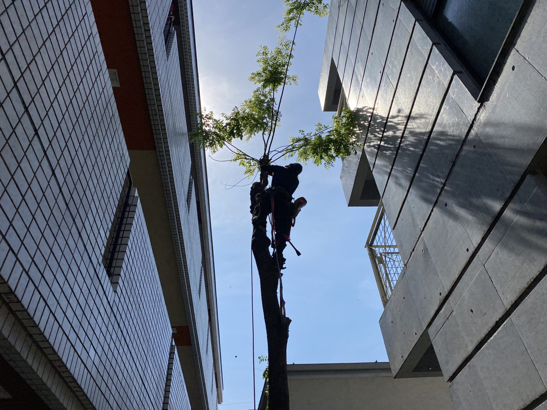７月４日　川越市　特殊伐採　作業報告
