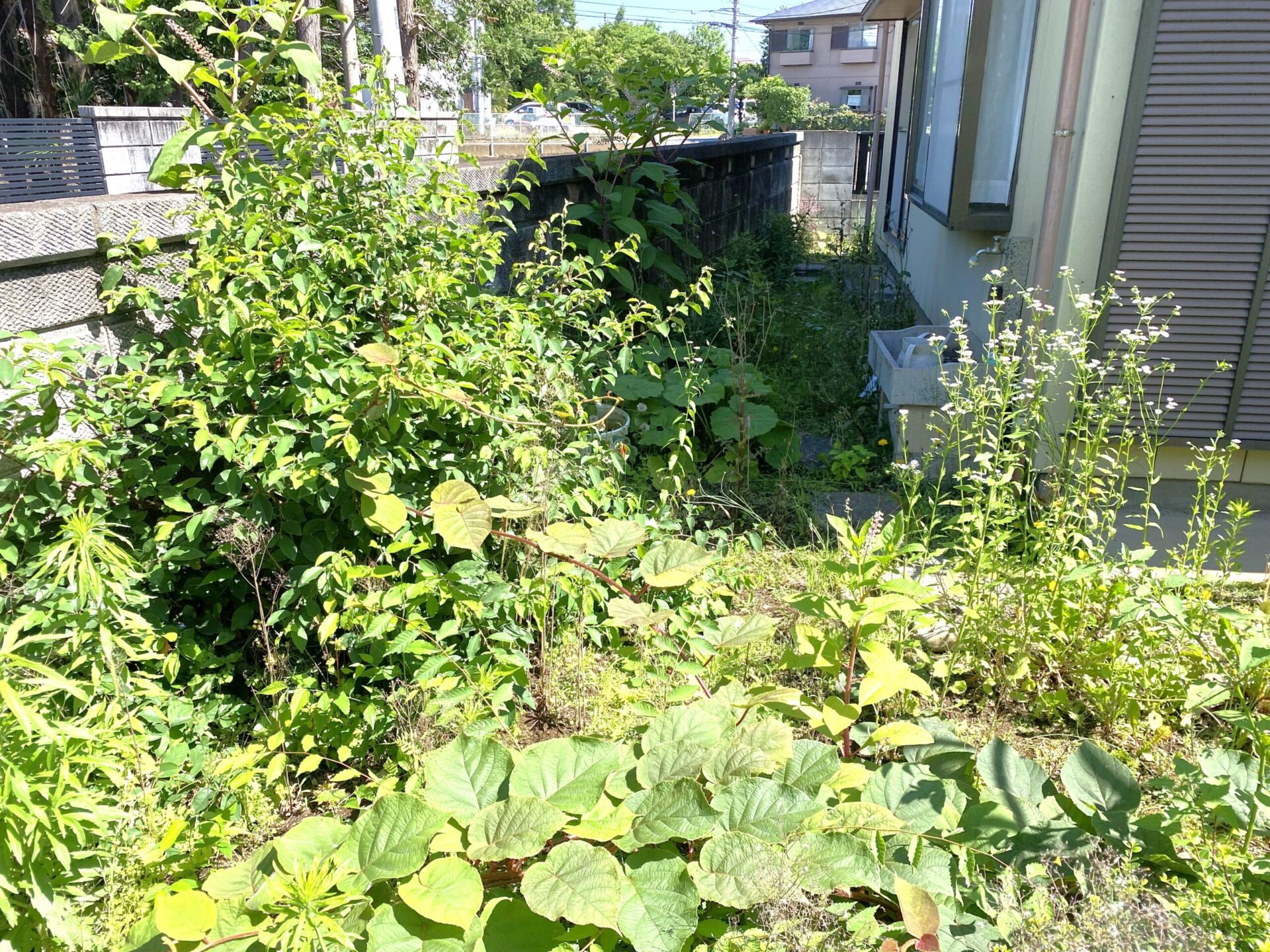 7月28日 ふじみ野市 空き家除草作業 作業報告