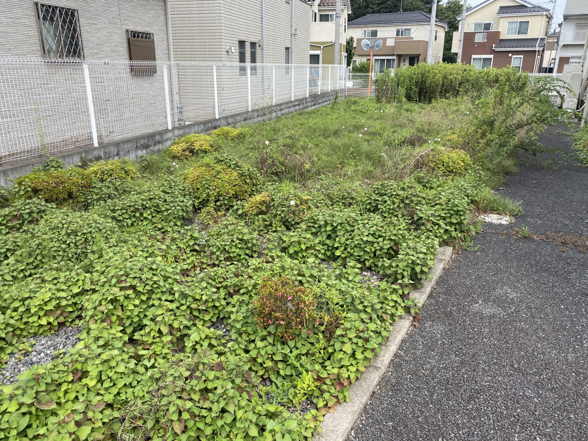 ７月３日　富士見市　剪定除草　作業報告