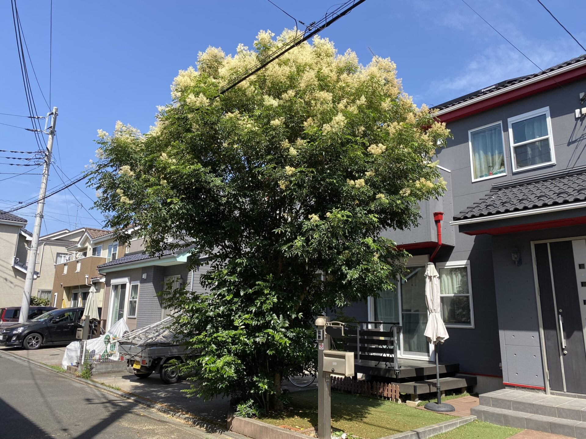 7月30日 富士見市 シマトネリコ 剪定