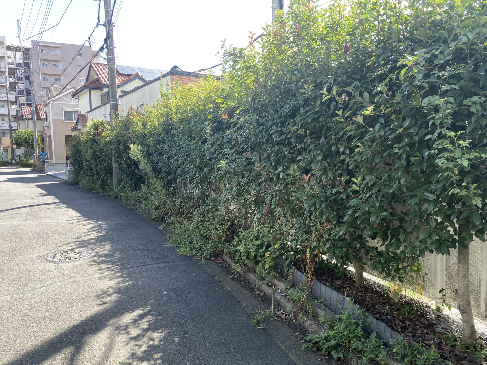 ８月２９日　所沢市　店舗植栽管理　剪定作業報告
