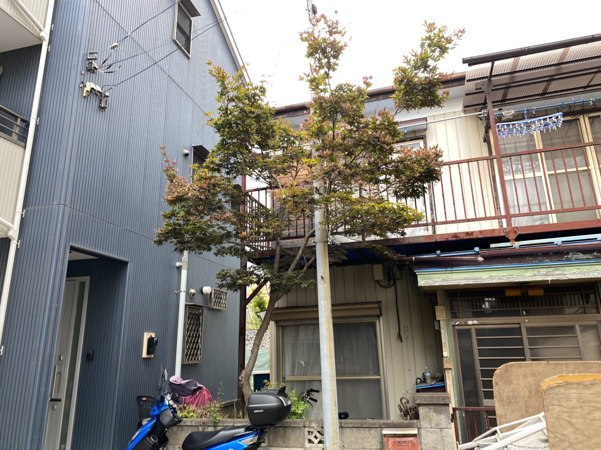 ９月１日　ふじみ野市　伐採　作業報告