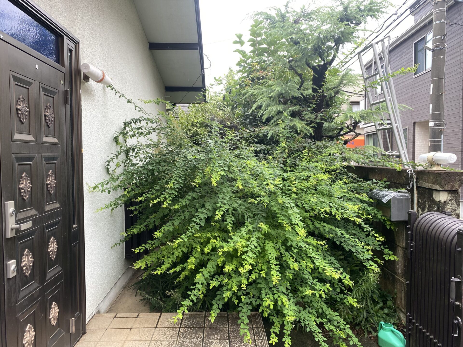 ９月１９日　富士見市　空き家　お庭管理作業