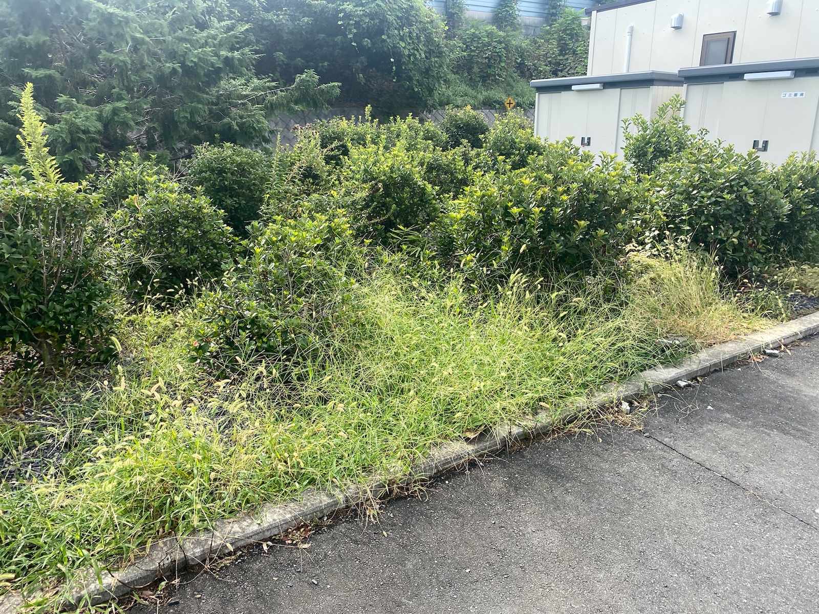 9月17日 川越市 店舗 剪定除草作業