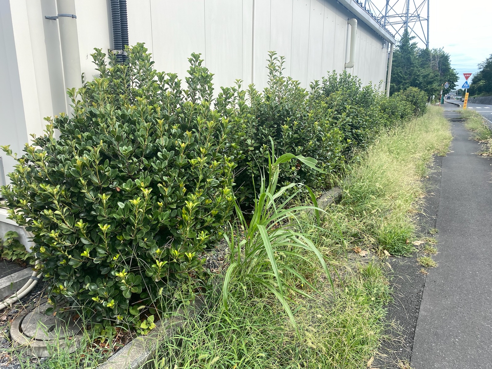 9月18日 川越市 店舗 剪定除草作業報告