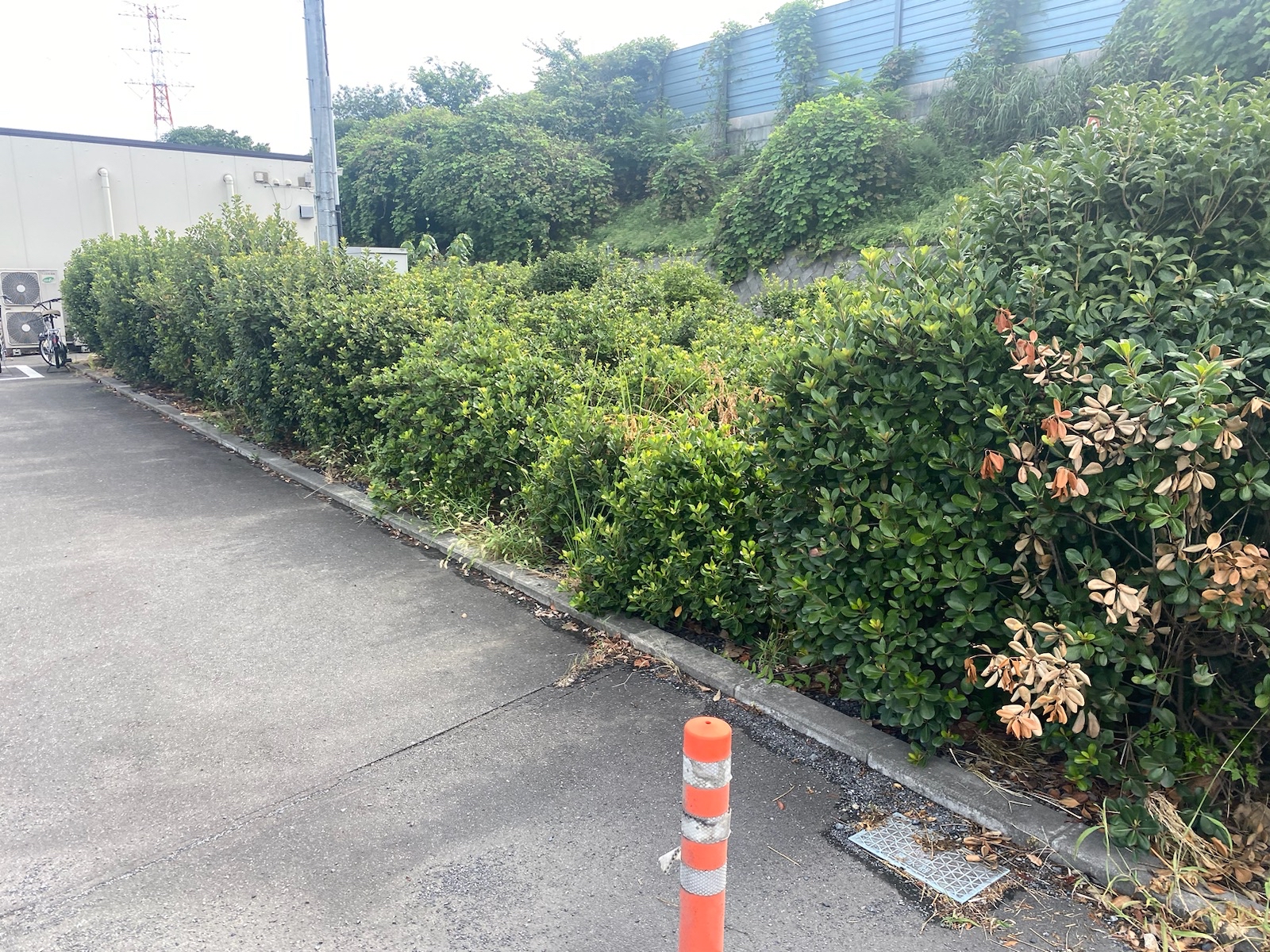 9月16日 川越市 剪定 除草 作業報告