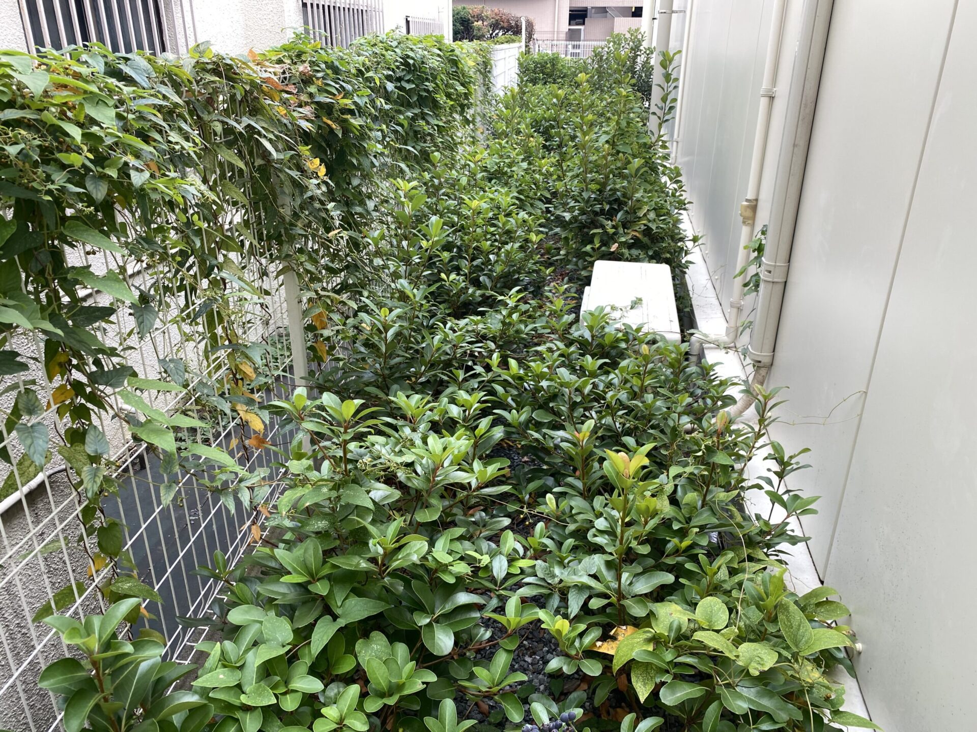 １２月６日　ふじみ野市　店舗剪定作業報告