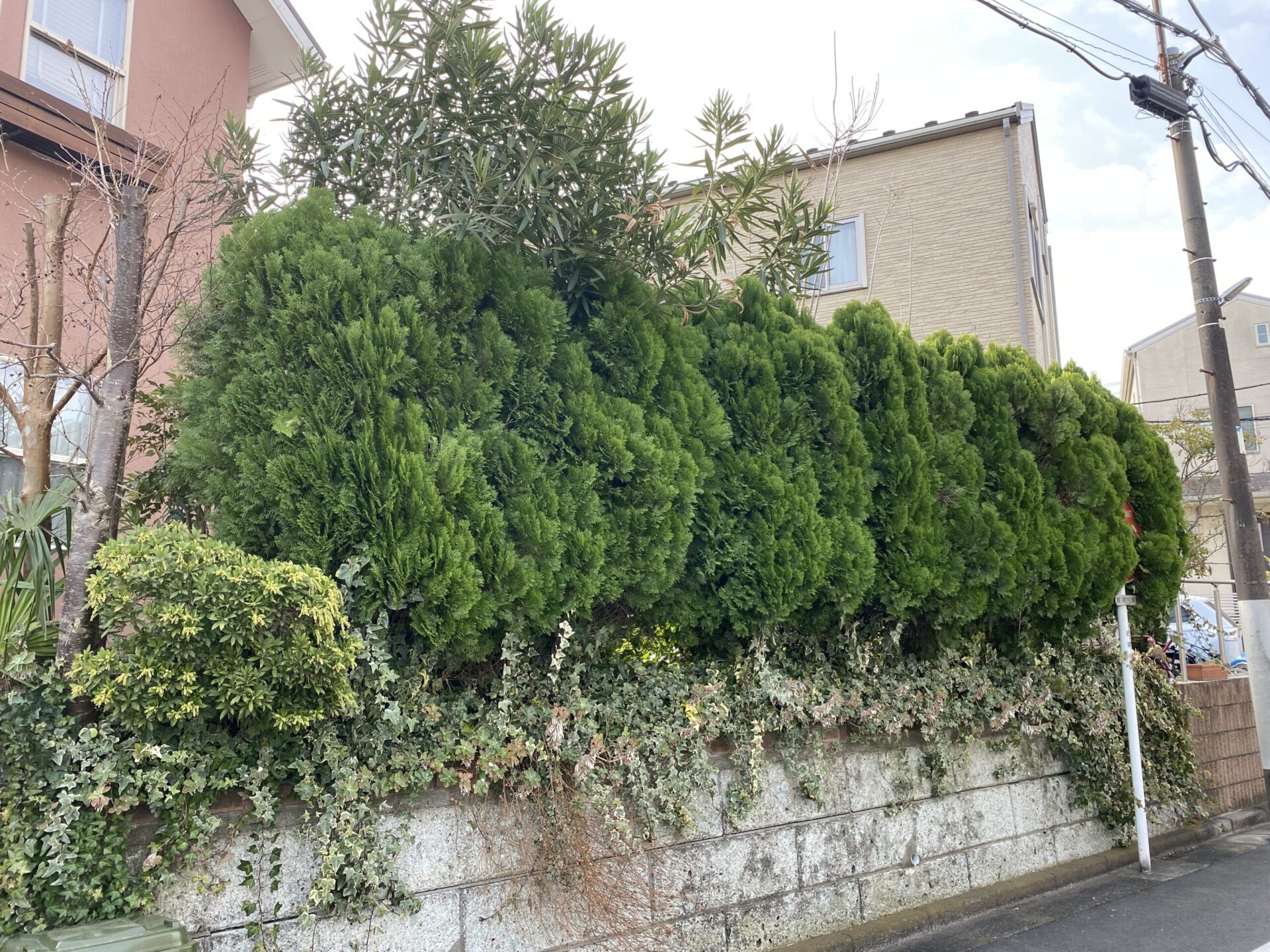１月２７日　ふじみ野市　剪定　作業報告