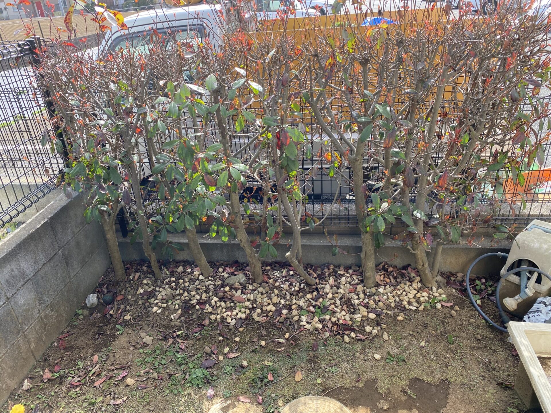 １月２６日　川越市　伐採　作業報告