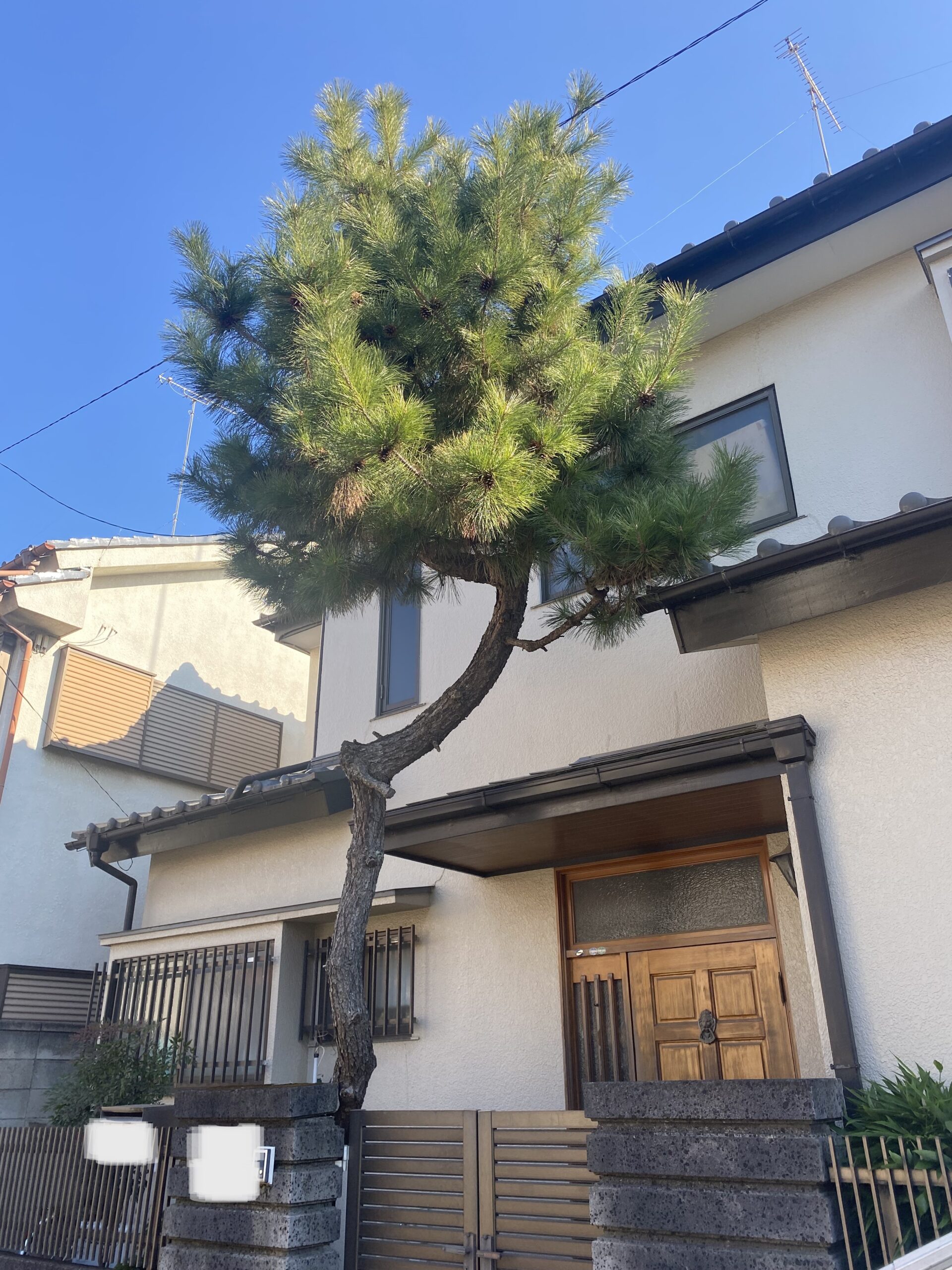 １月１５日　ふじみ野市　伐採　作業報告