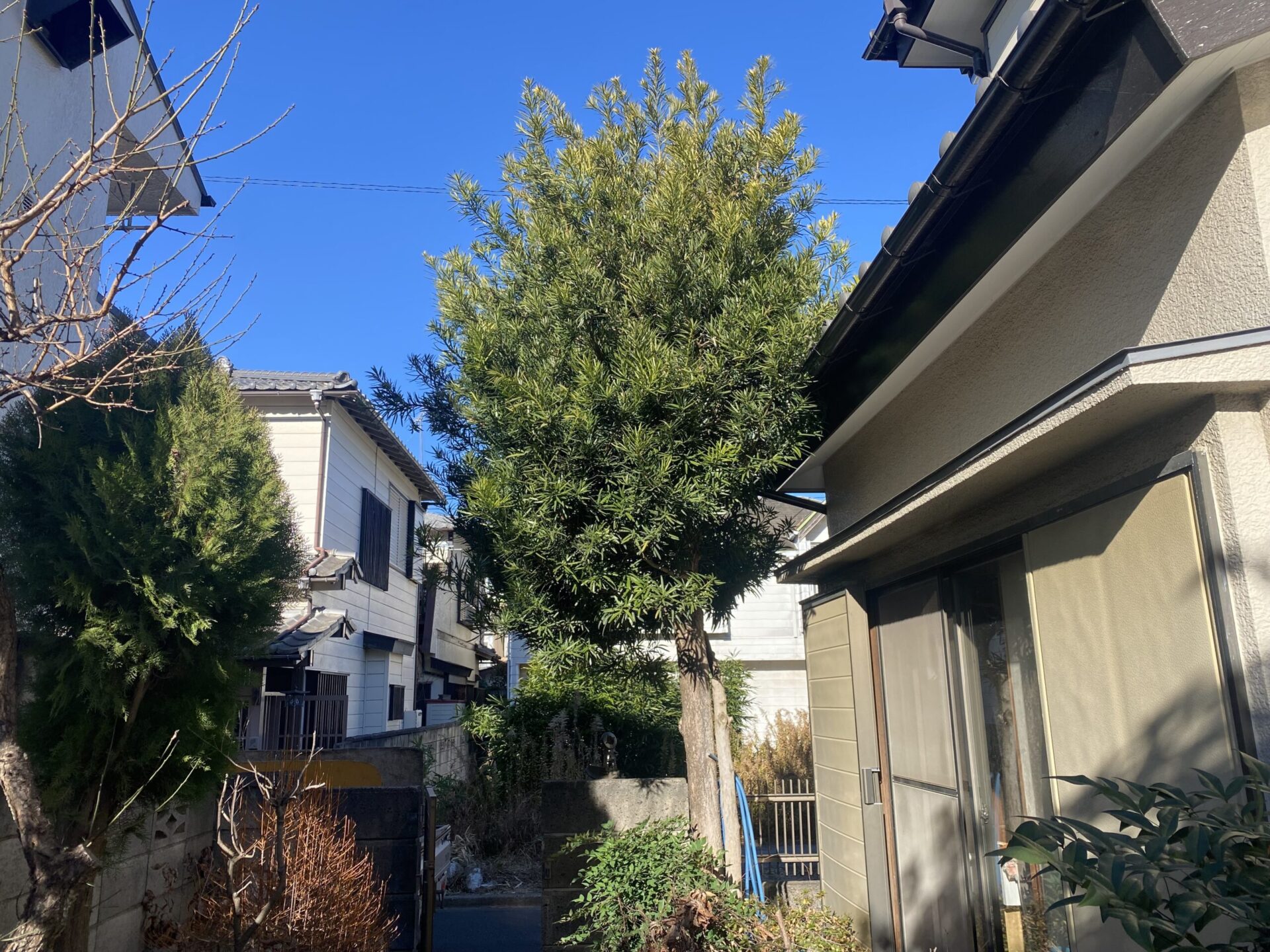 １月１６日　ふじみ野市　伐採　作業報告