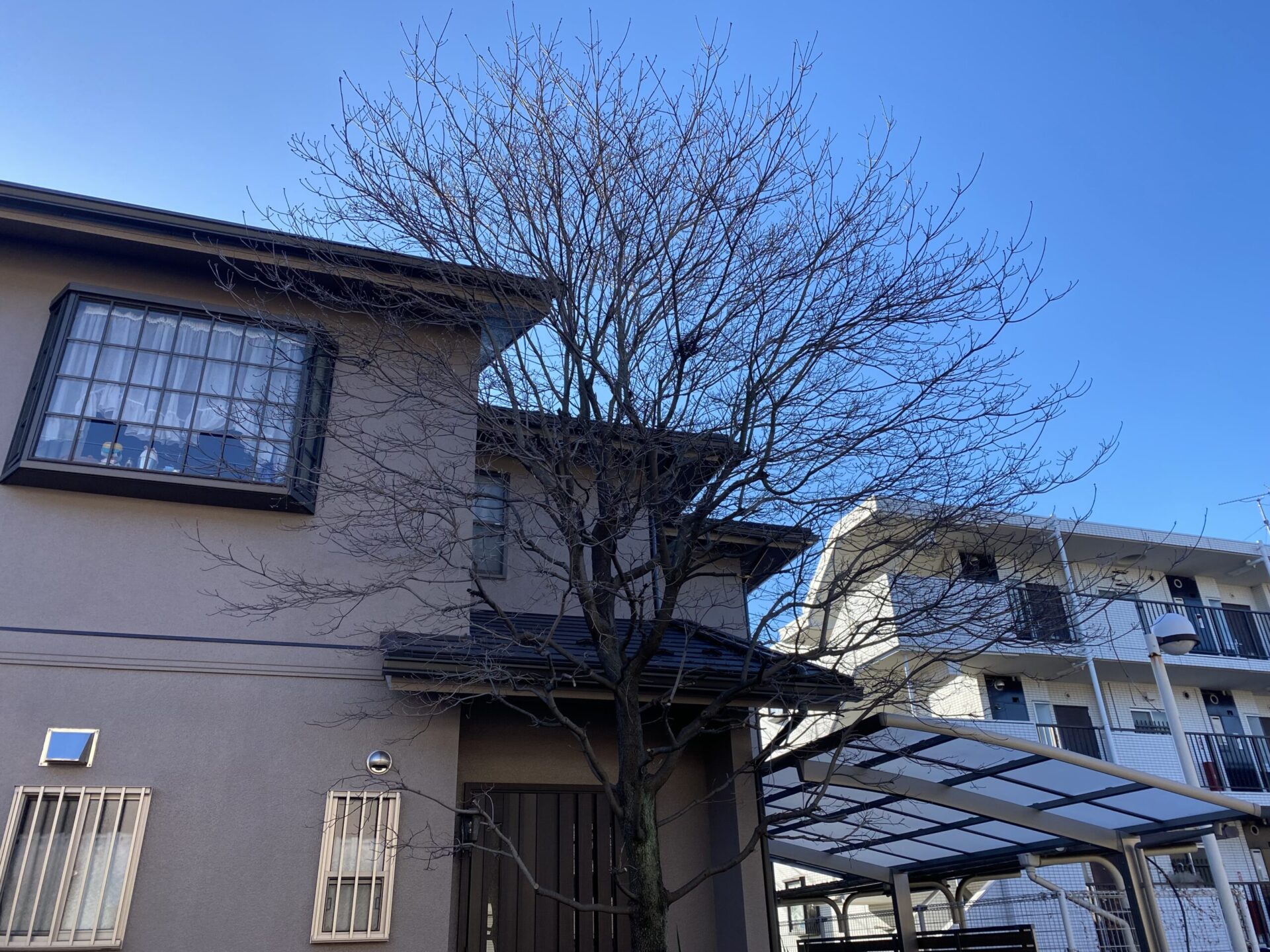 １月２０日　ふじみ野市　剪定　作業報告