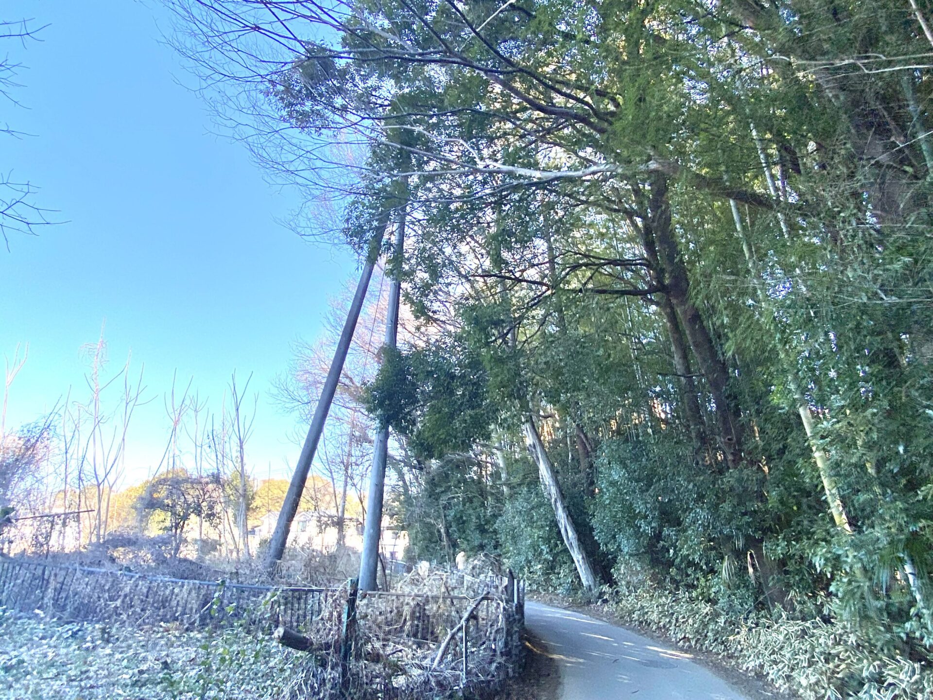 １月３１日　さいたま市　越境木枝下ろし　作業報告