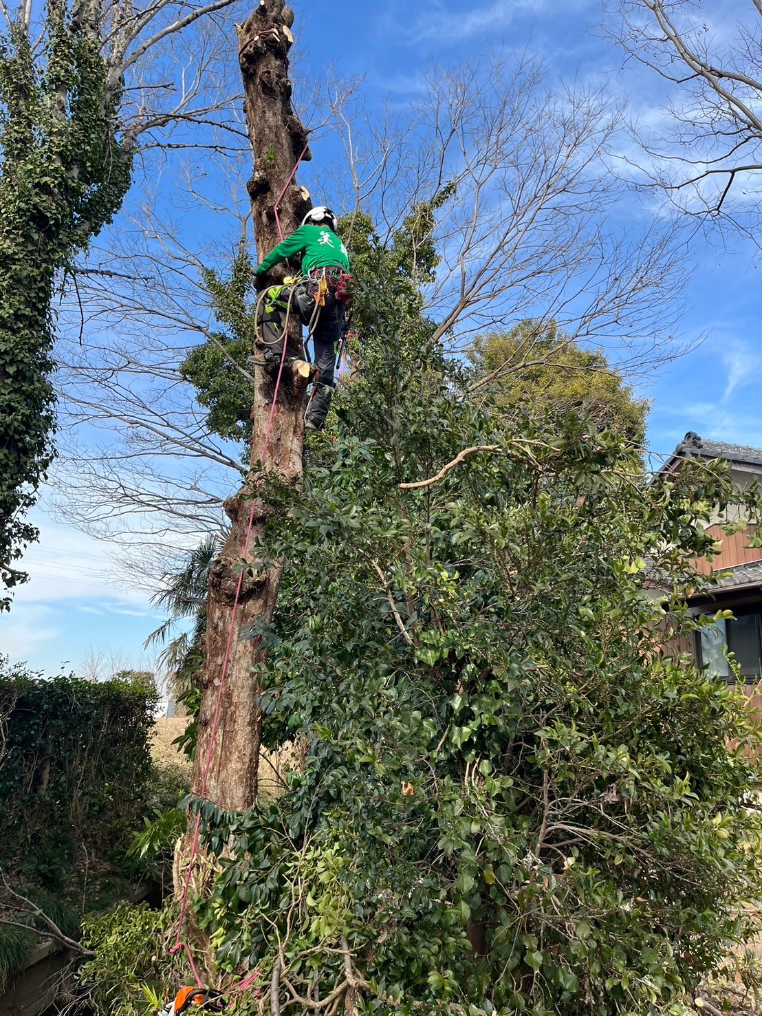 ３月１１日　川越市　高木伐採　特殊伐採