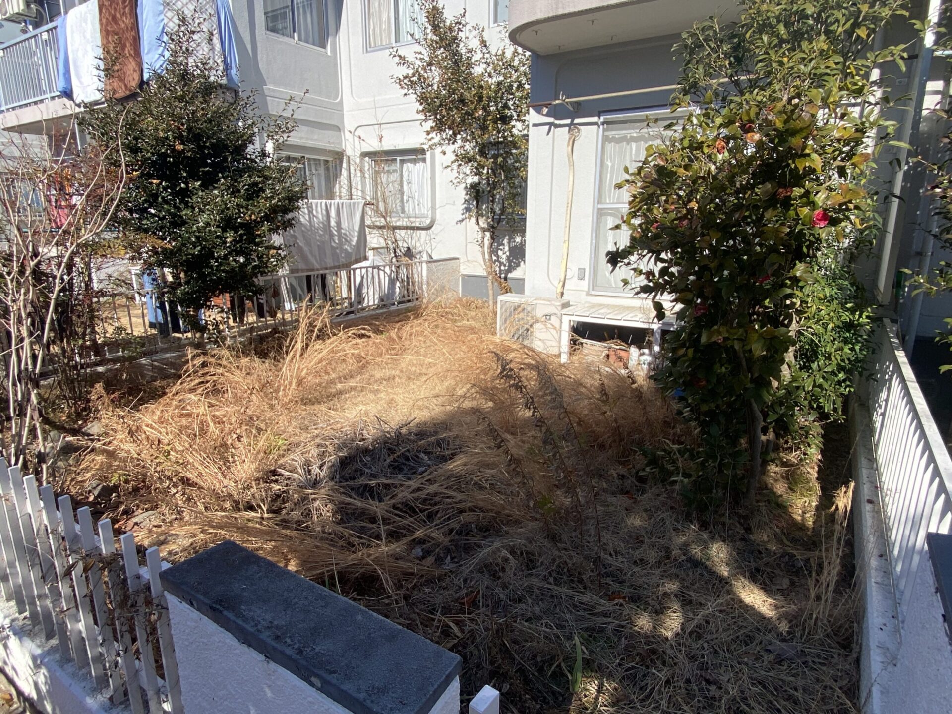 ３月１日　川越市　剪定　除草　作業報告