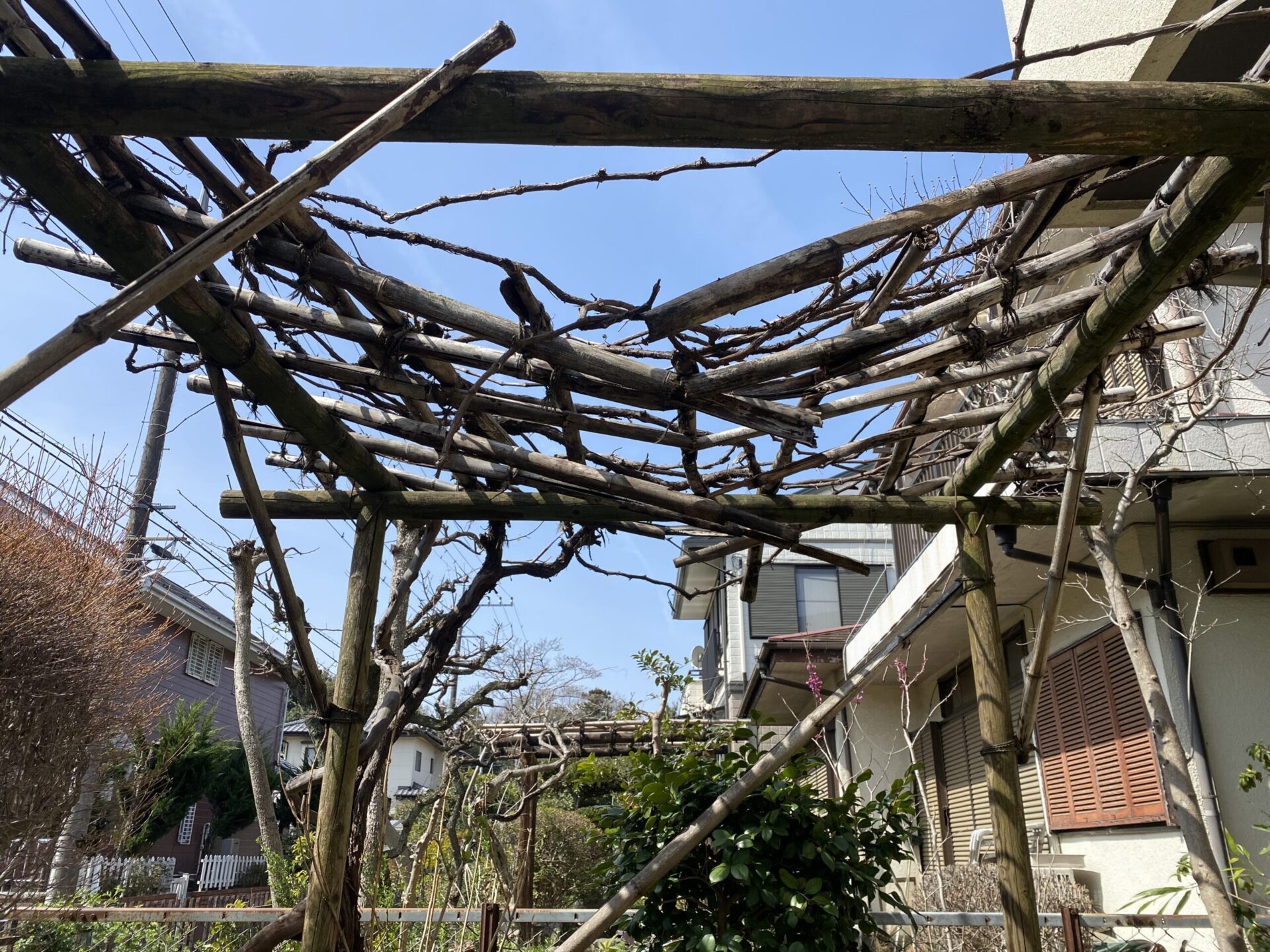 ５月２日　所沢市　フジ　ブドウ　竹　棚交換　作業報告