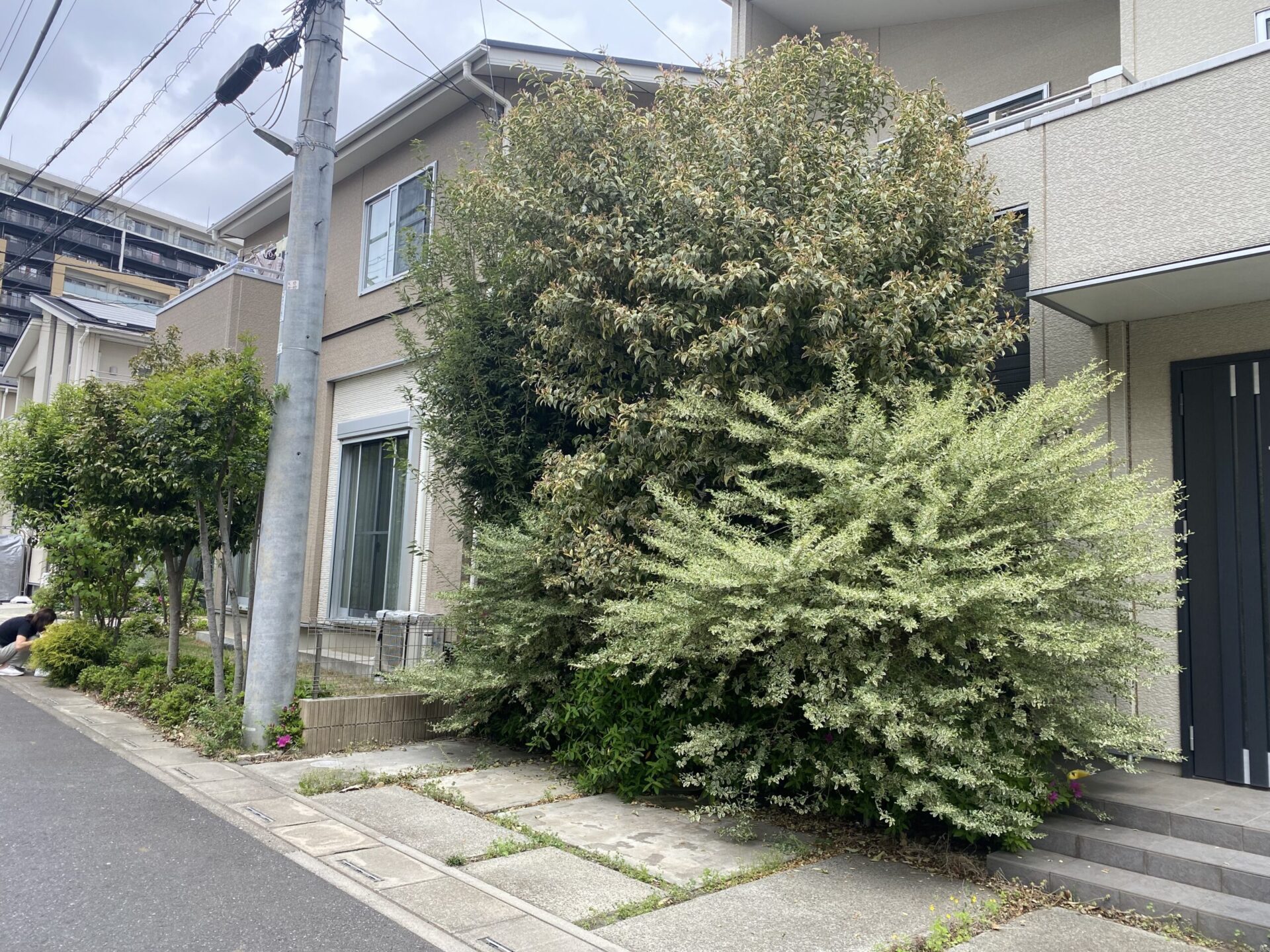 ５月１８日　ふじみ野市　剪定　作業報告