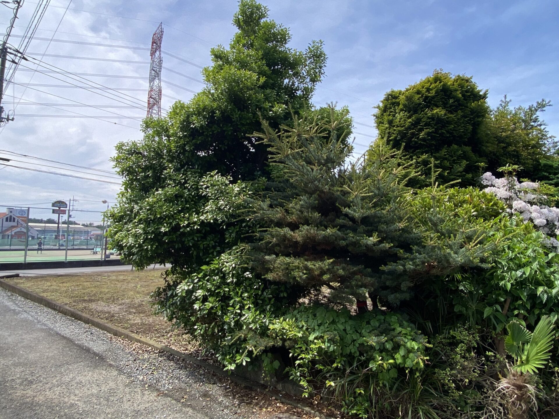５月２１日　川越市　伐採　作業報告