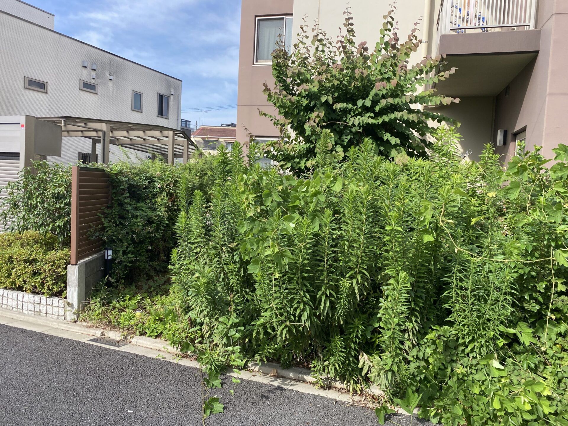 ９月２１日　世田谷区　ケアセンター　植栽管理作業
