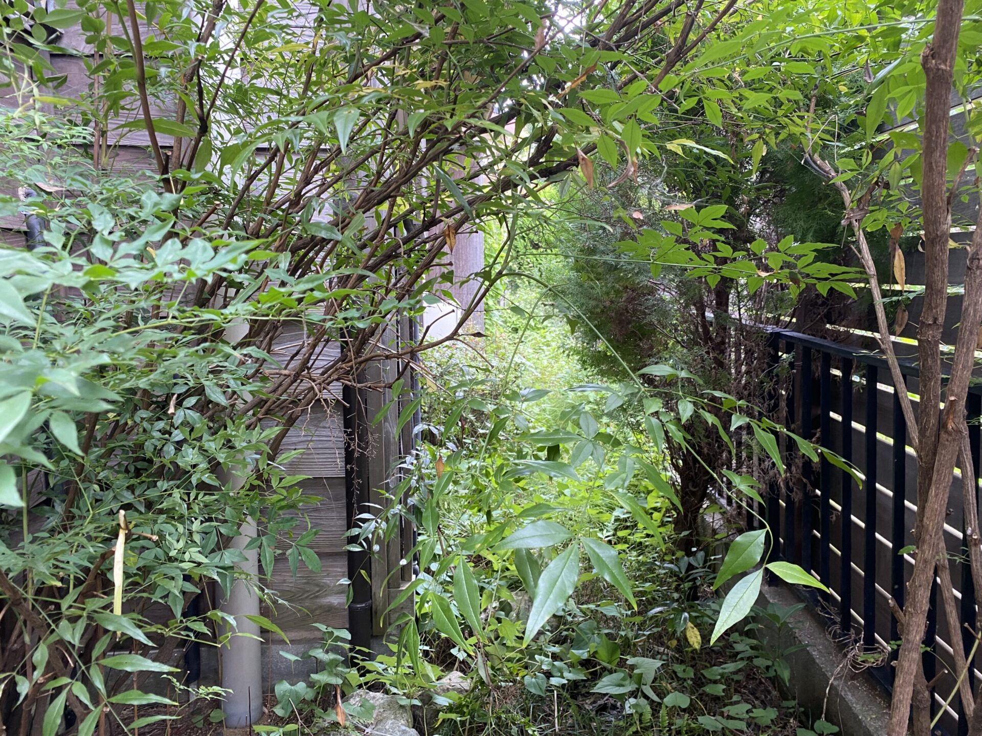 ９月２３日　所沢市　伐採　除草作業
