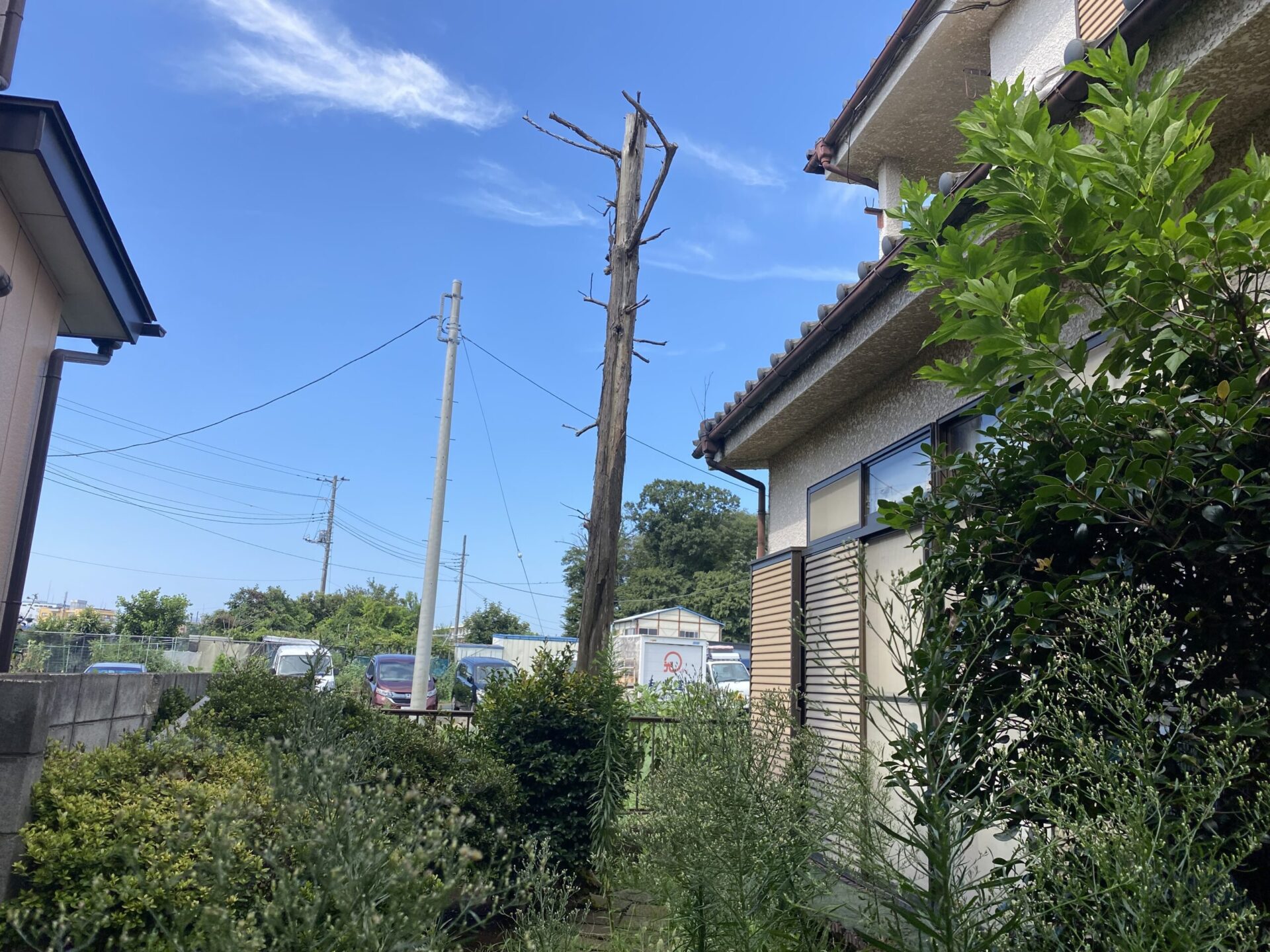 ９月２４日　富士見市　立ち枯れ伐採作業