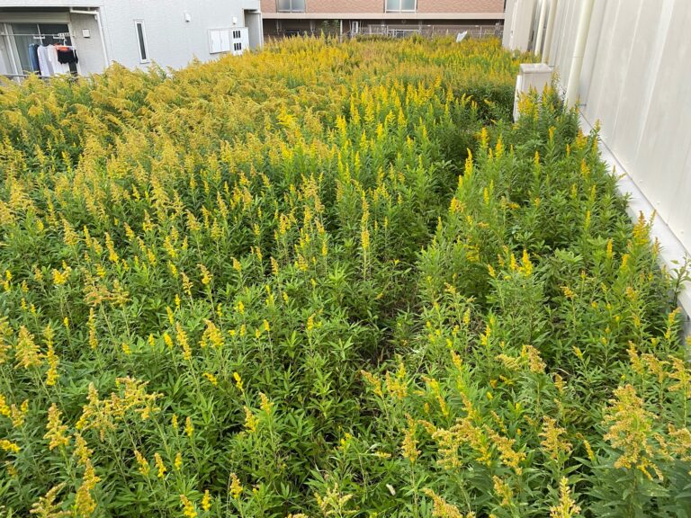 ４月７日　富士見市　除草　防草シート作業