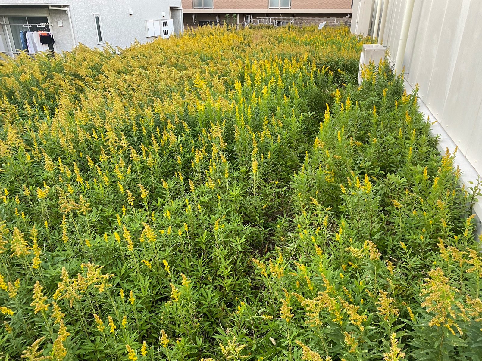 ４月７日　富士見市　除草　防草シート作業