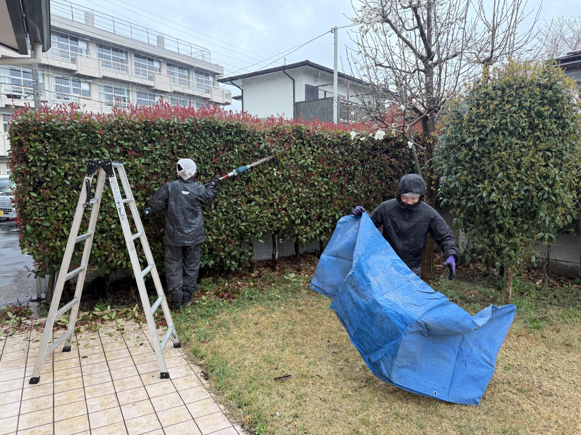 ４月２日　さいたま市　施設剪定作業