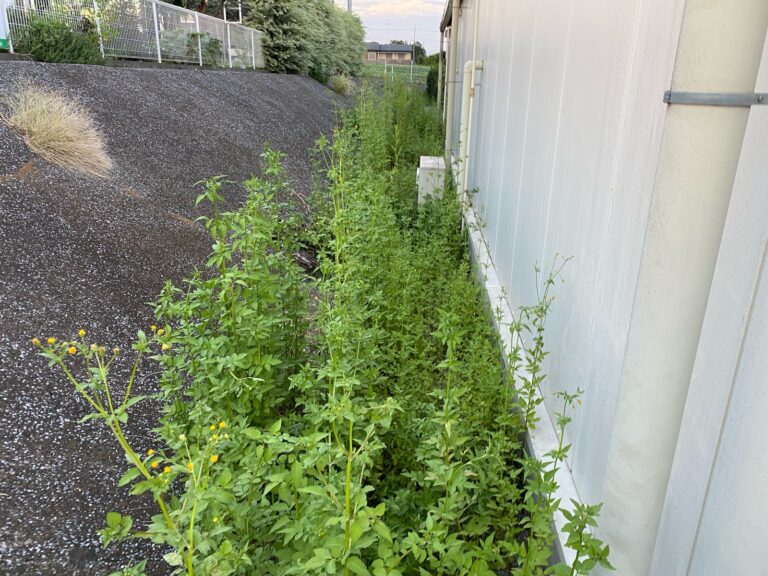 【狭山市】雑草だらけの店舗前をスッキリ清掃！手作業除草で印象アップ｜施工事例