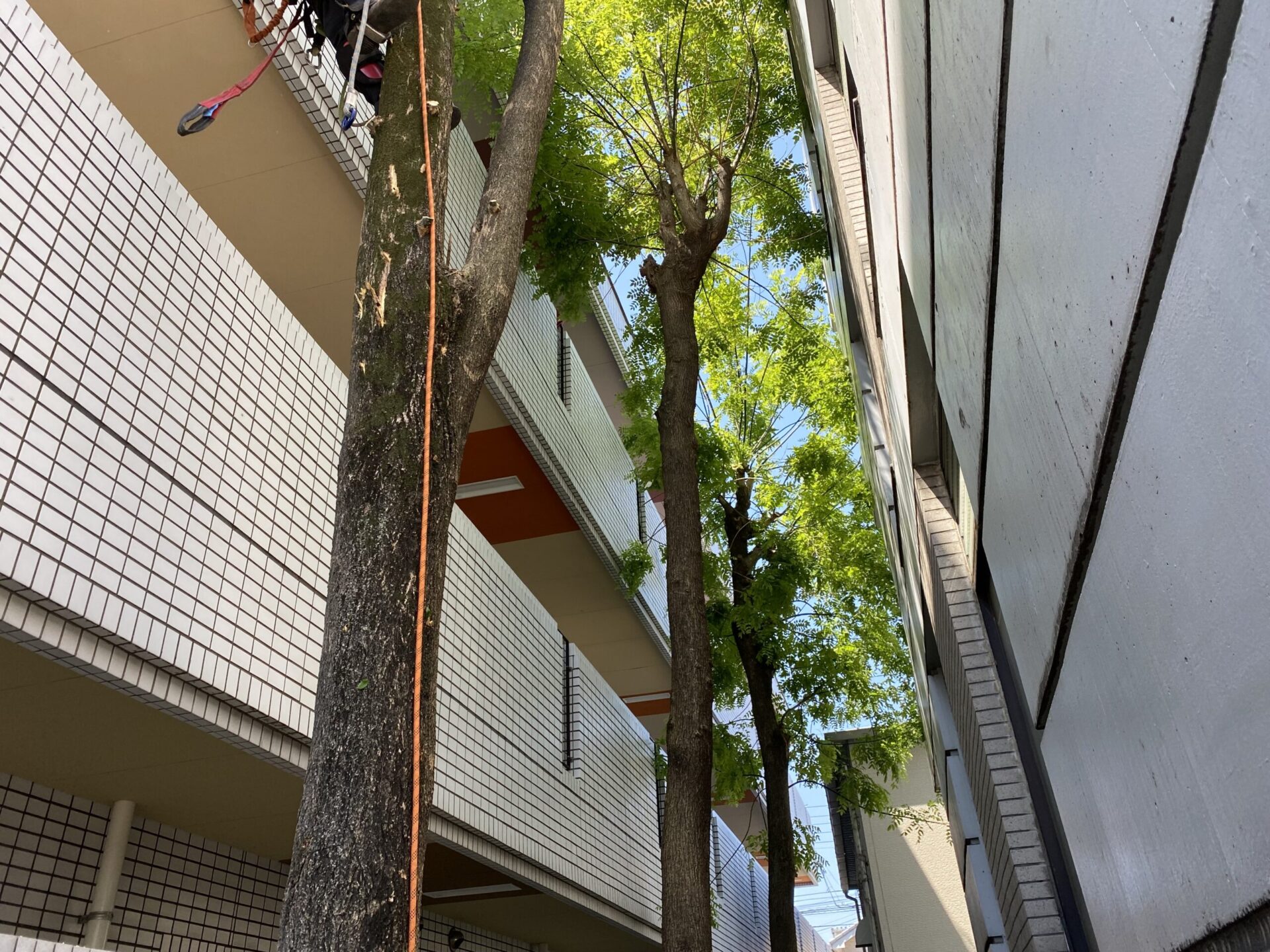 【川越市】マンションの間に大木！落とせない状況のツリークライミング伐採！