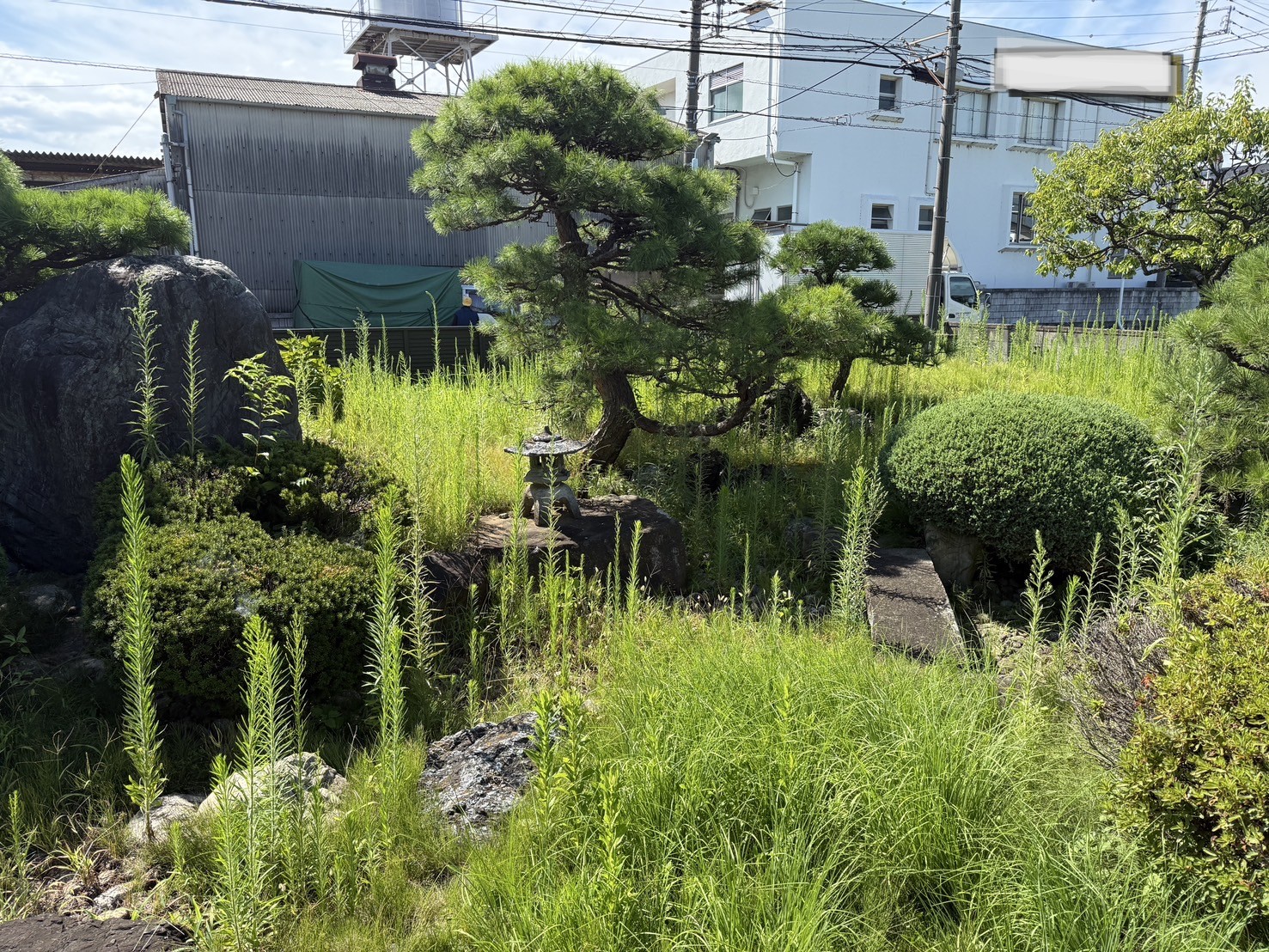 【川越市】雑草退治でお庭をすっきり整えた除草事例｜セイタカアワダチソウ・ヤブカラシ対策
